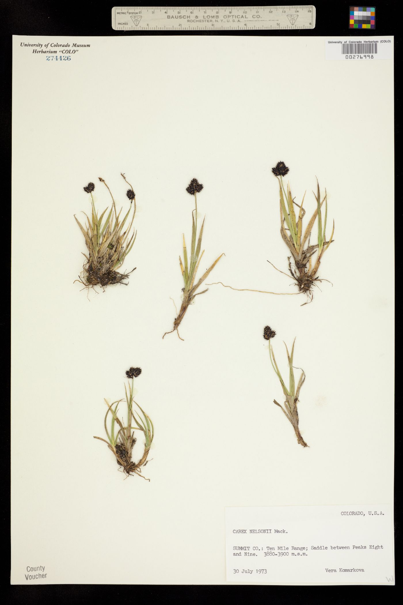 Carex nelsonii image