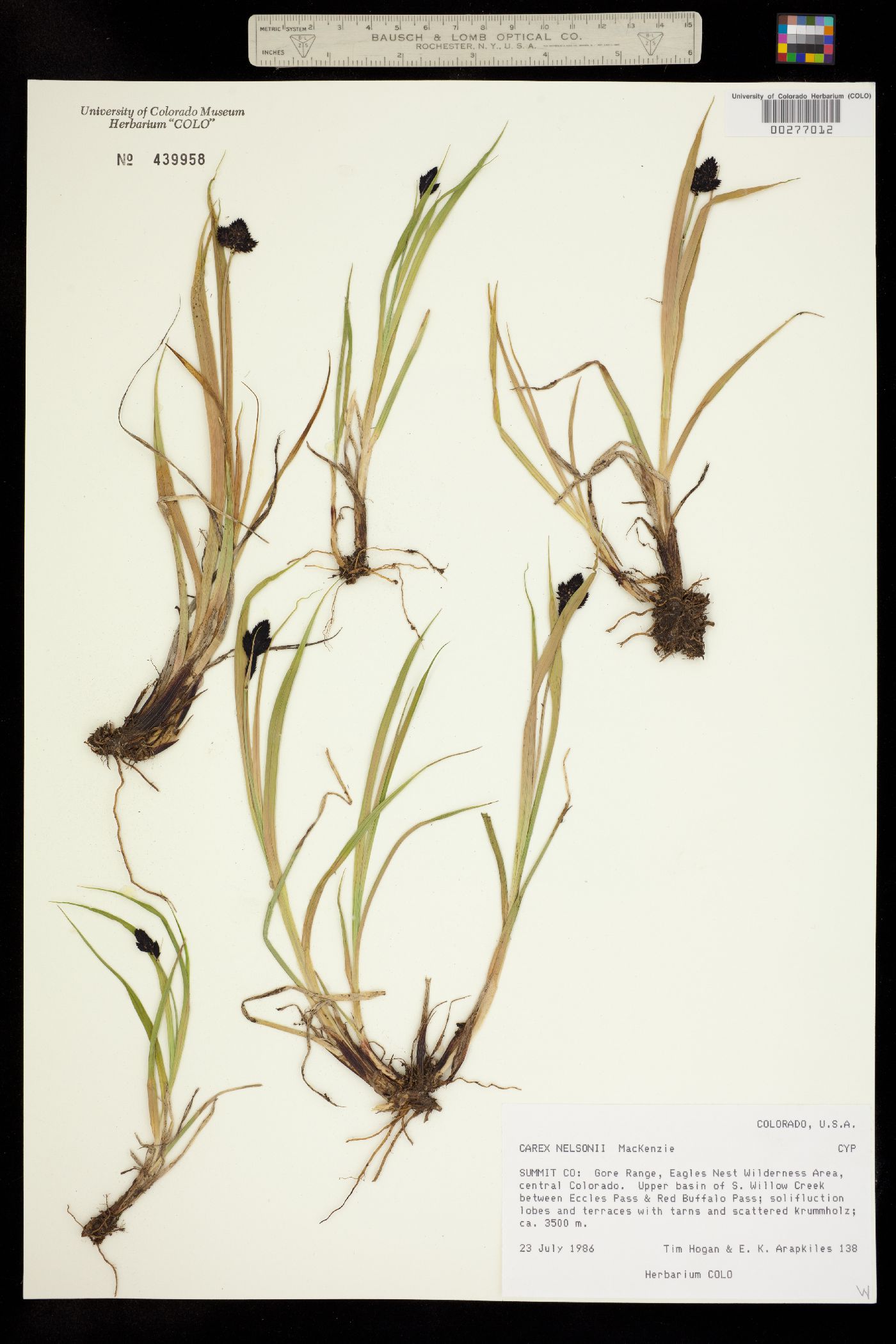 Carex nelsonii image