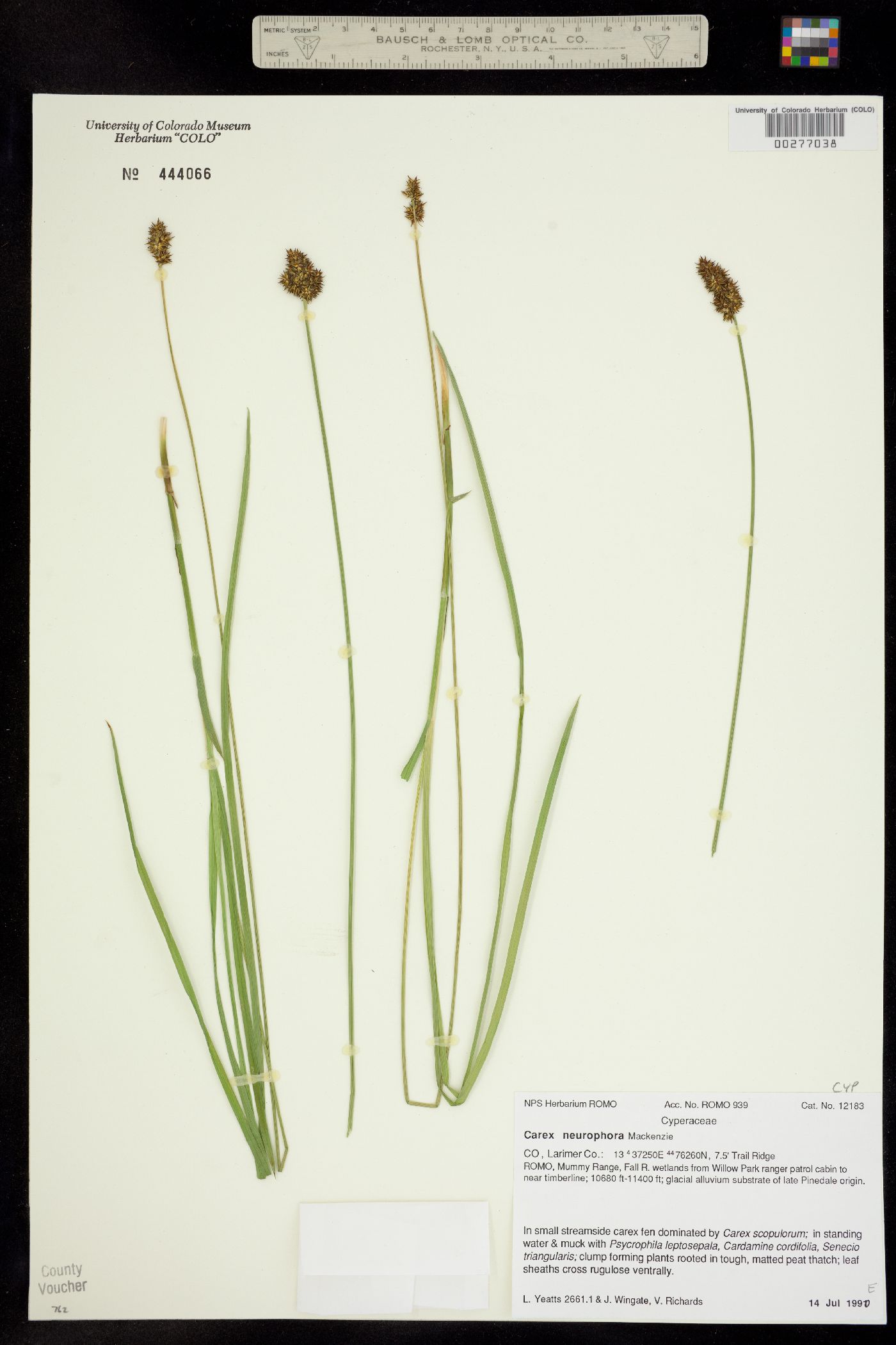 Carex neurophora image