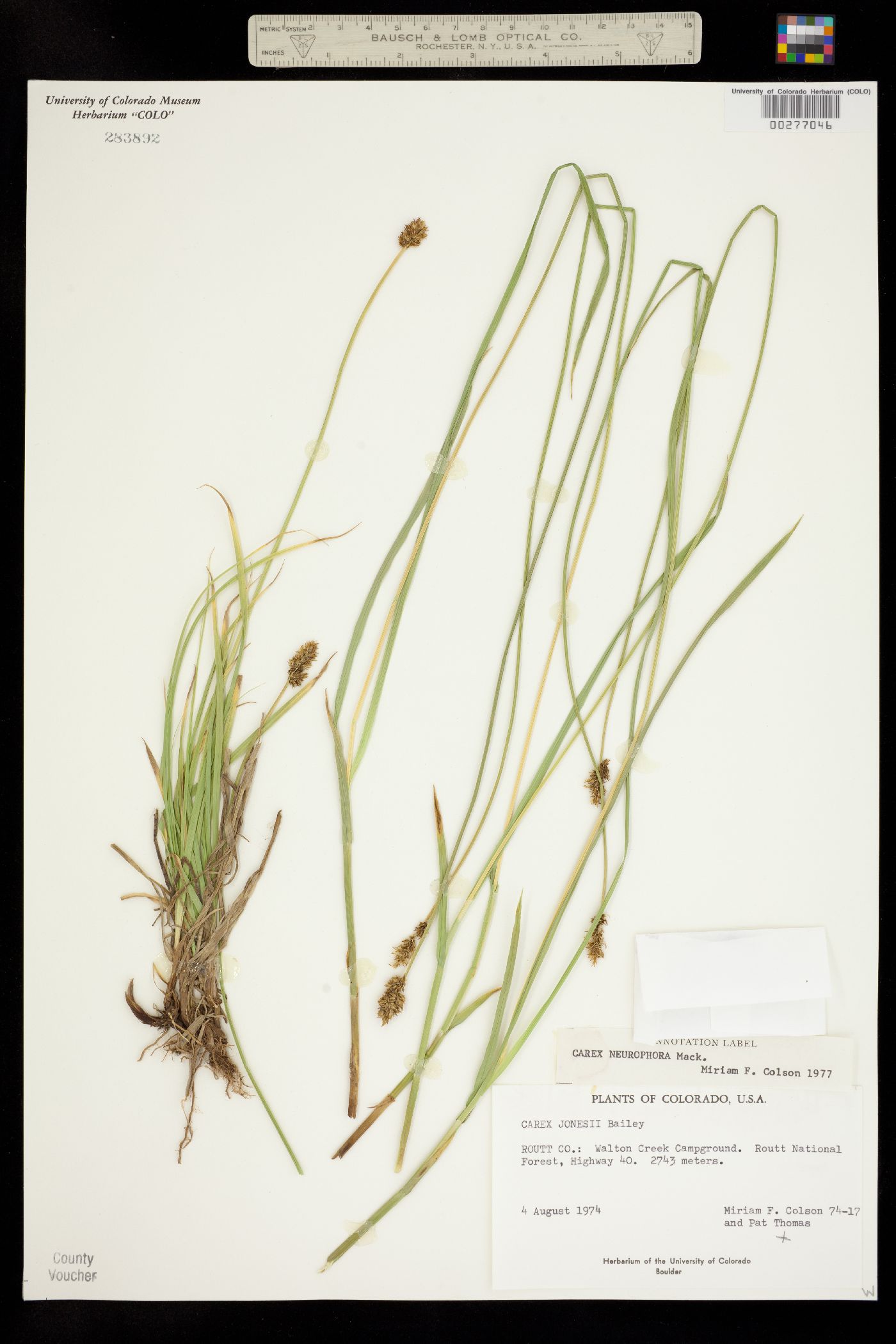 Carex neurophora image