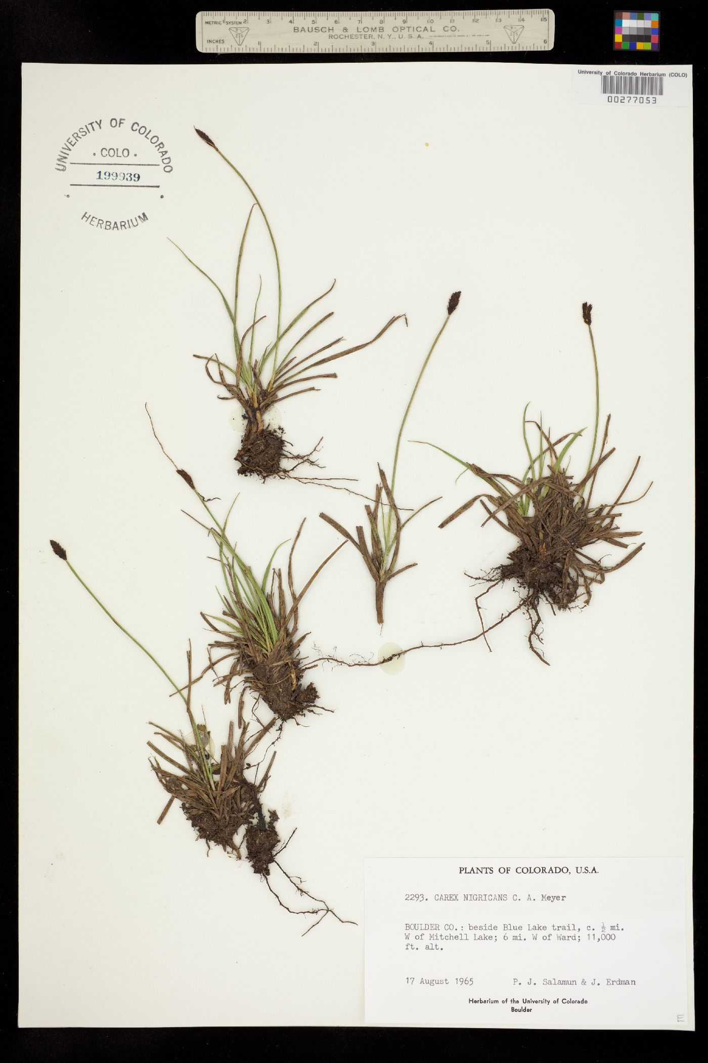 Carex nigricans image