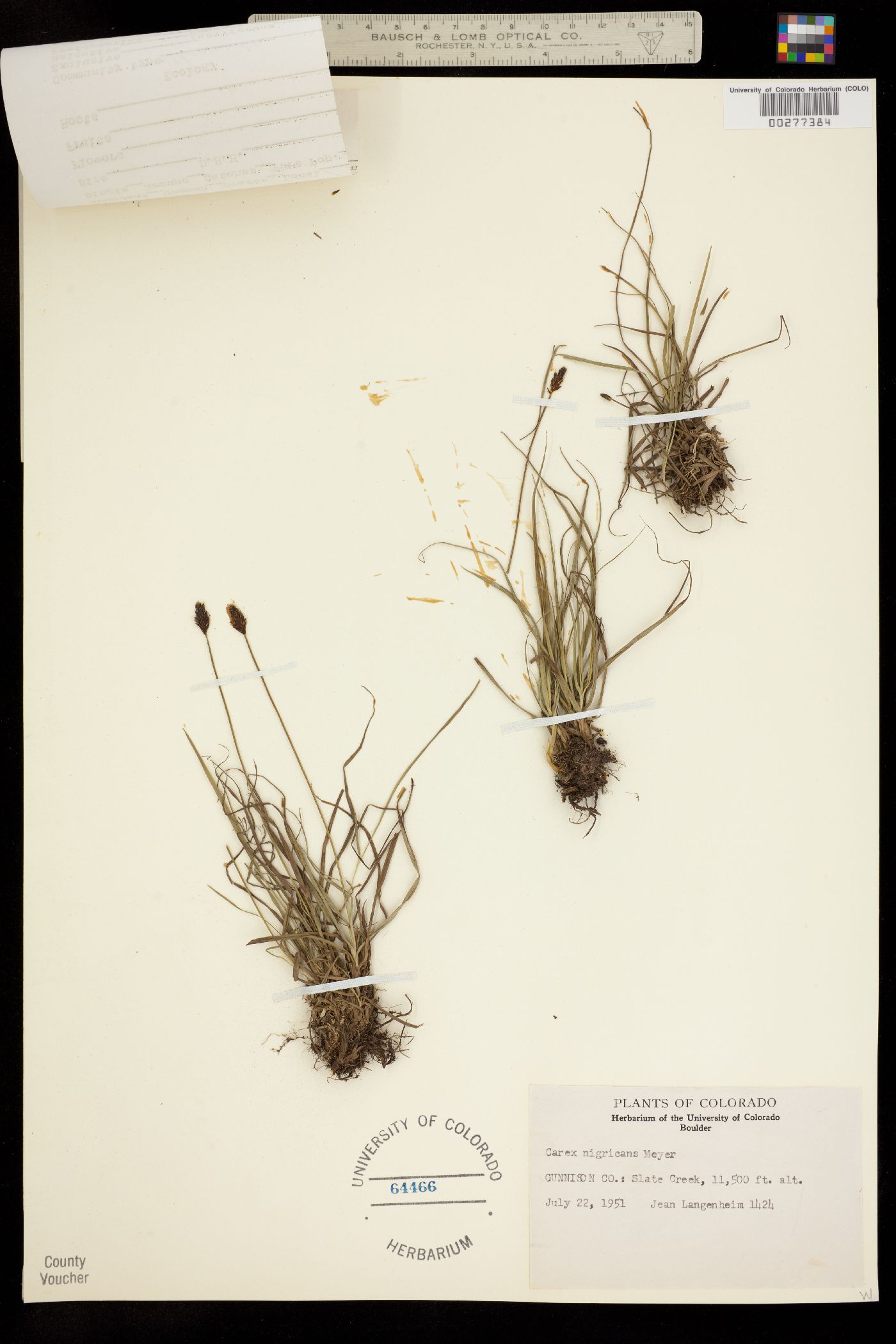 Carex nigricans image