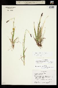 Carex norvegica subsp. norvegica image