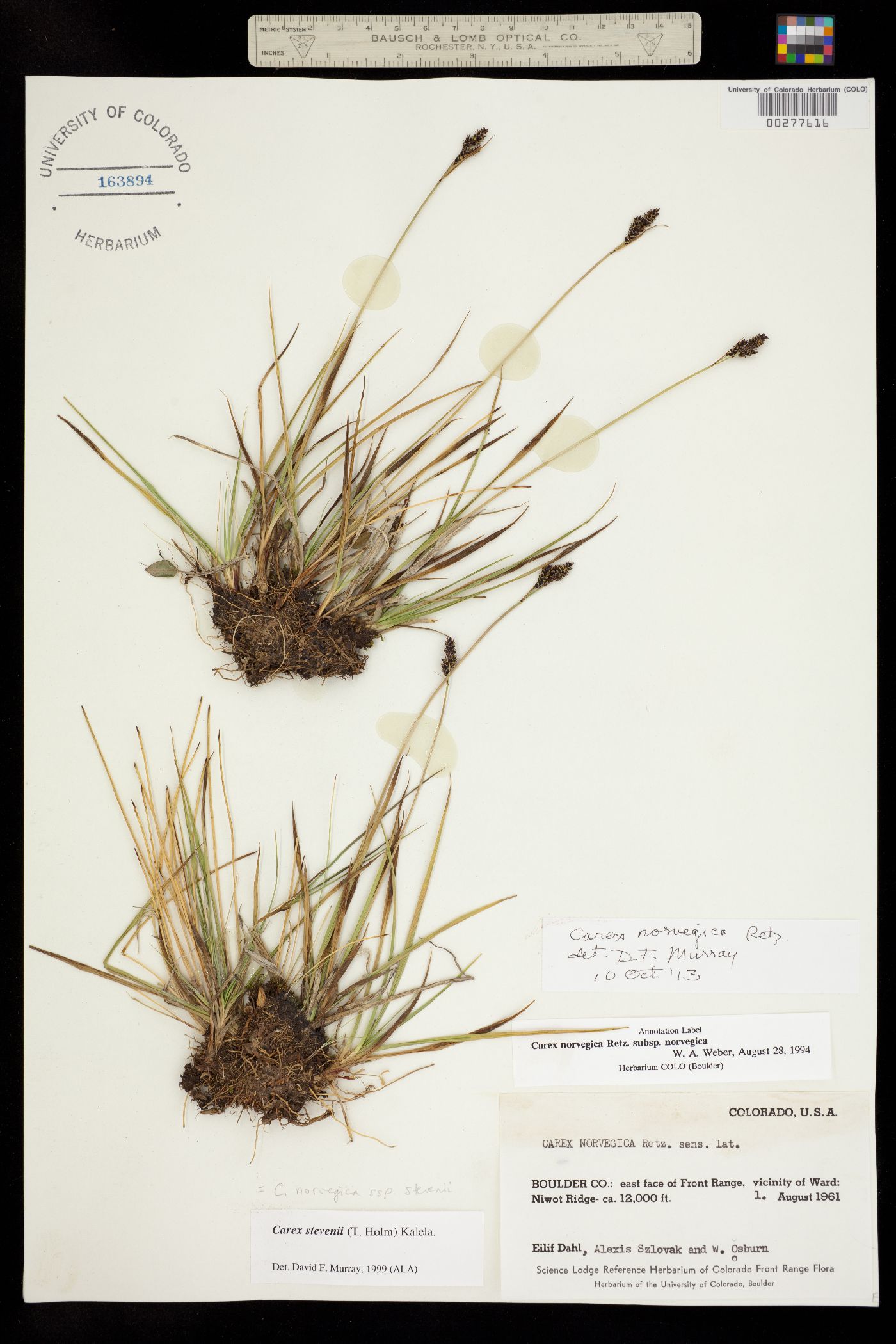 Carex norvegica subsp. norvegica image