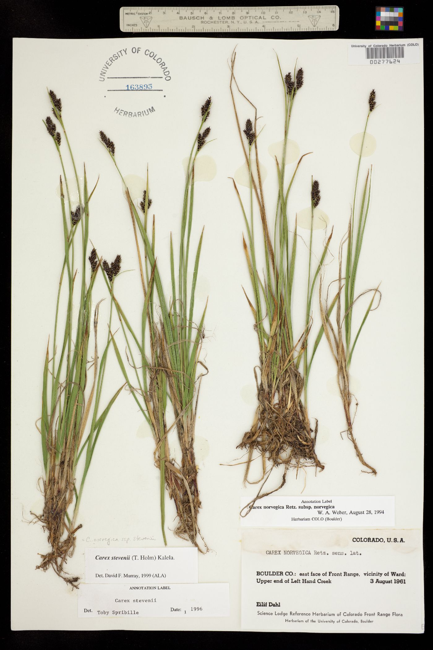 Carex stevenii image