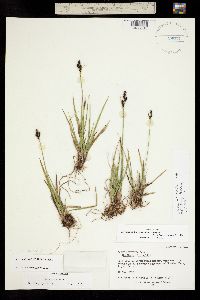 Carex norvegica subsp. norvegica image