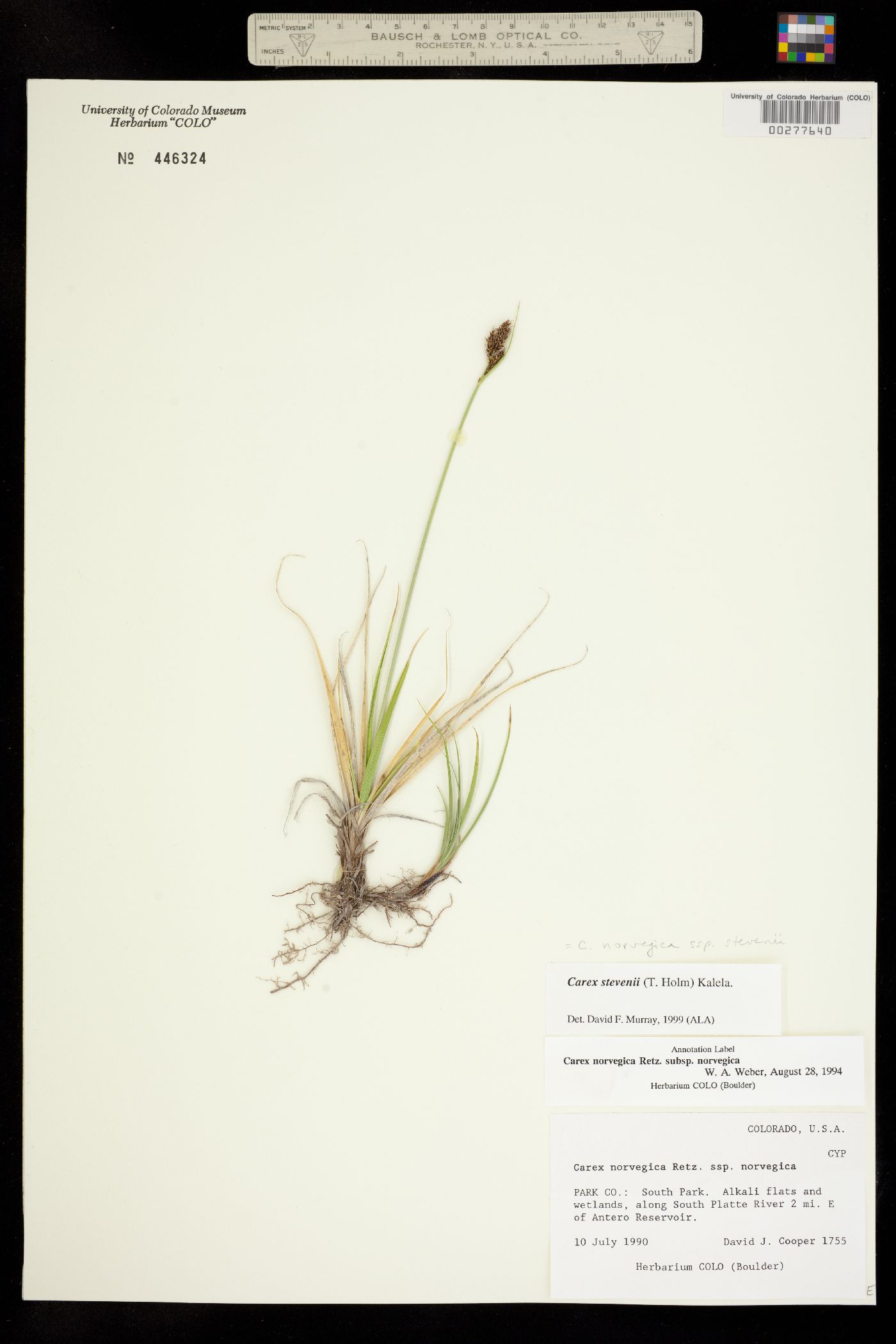 Carex stevenii image