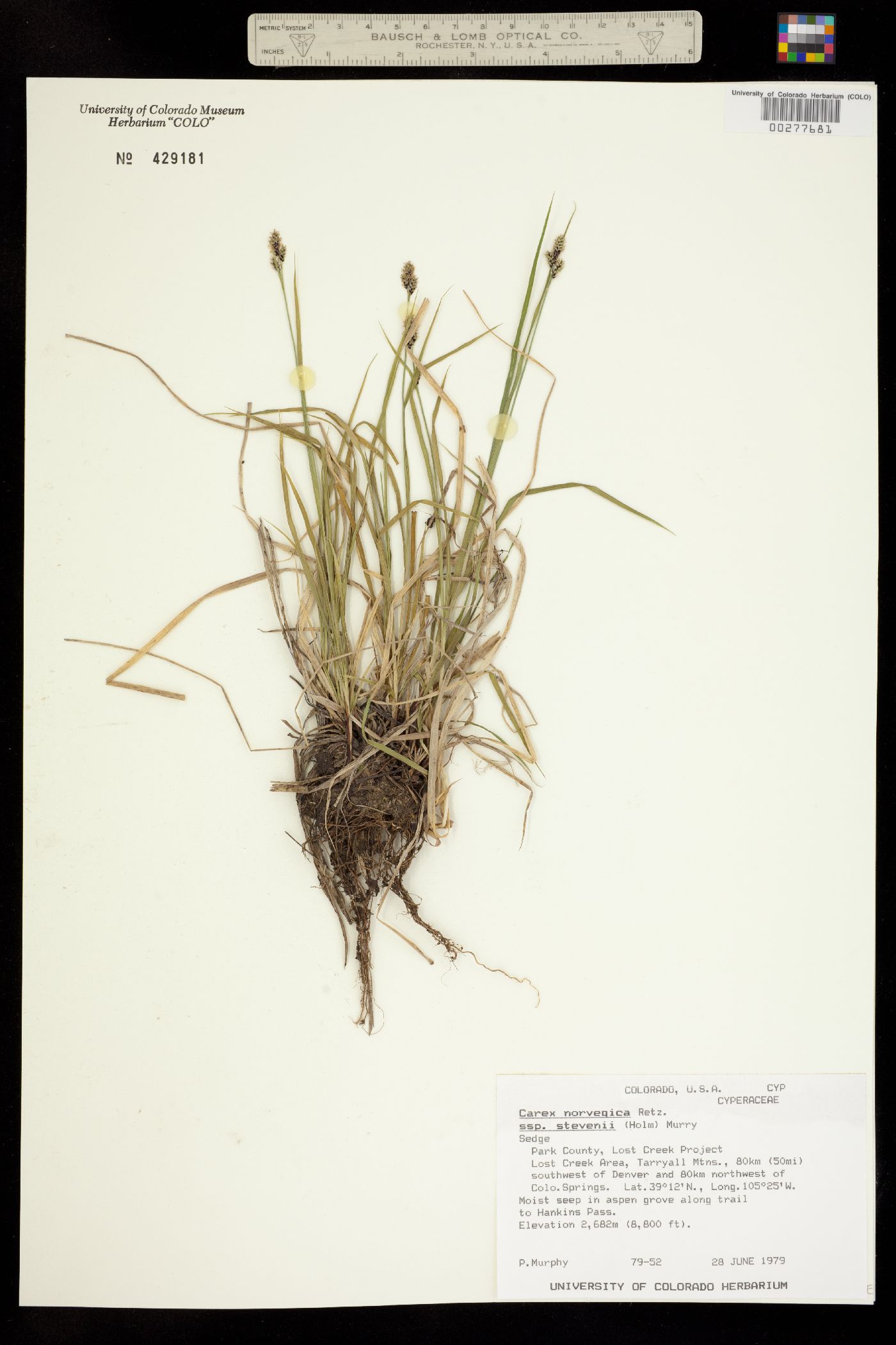 Carex norvegica image