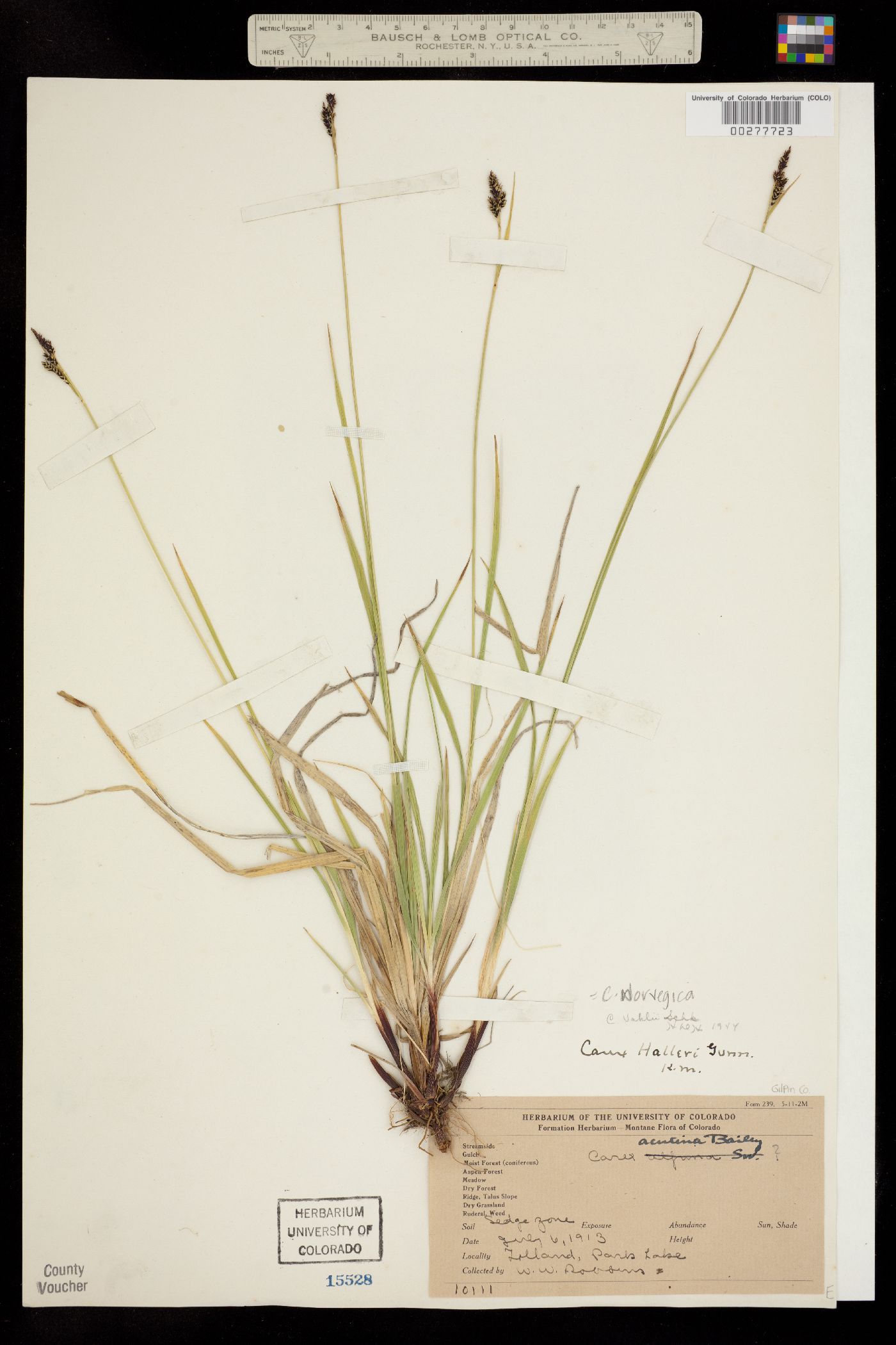 Carex norvegica image