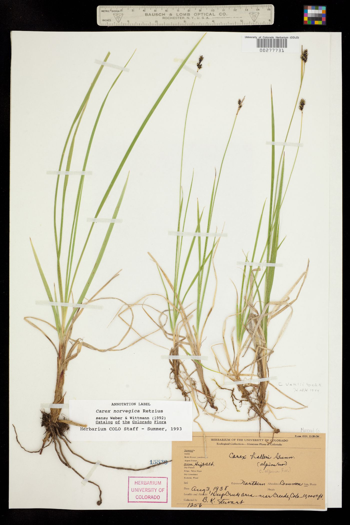 Carex norvegica image
