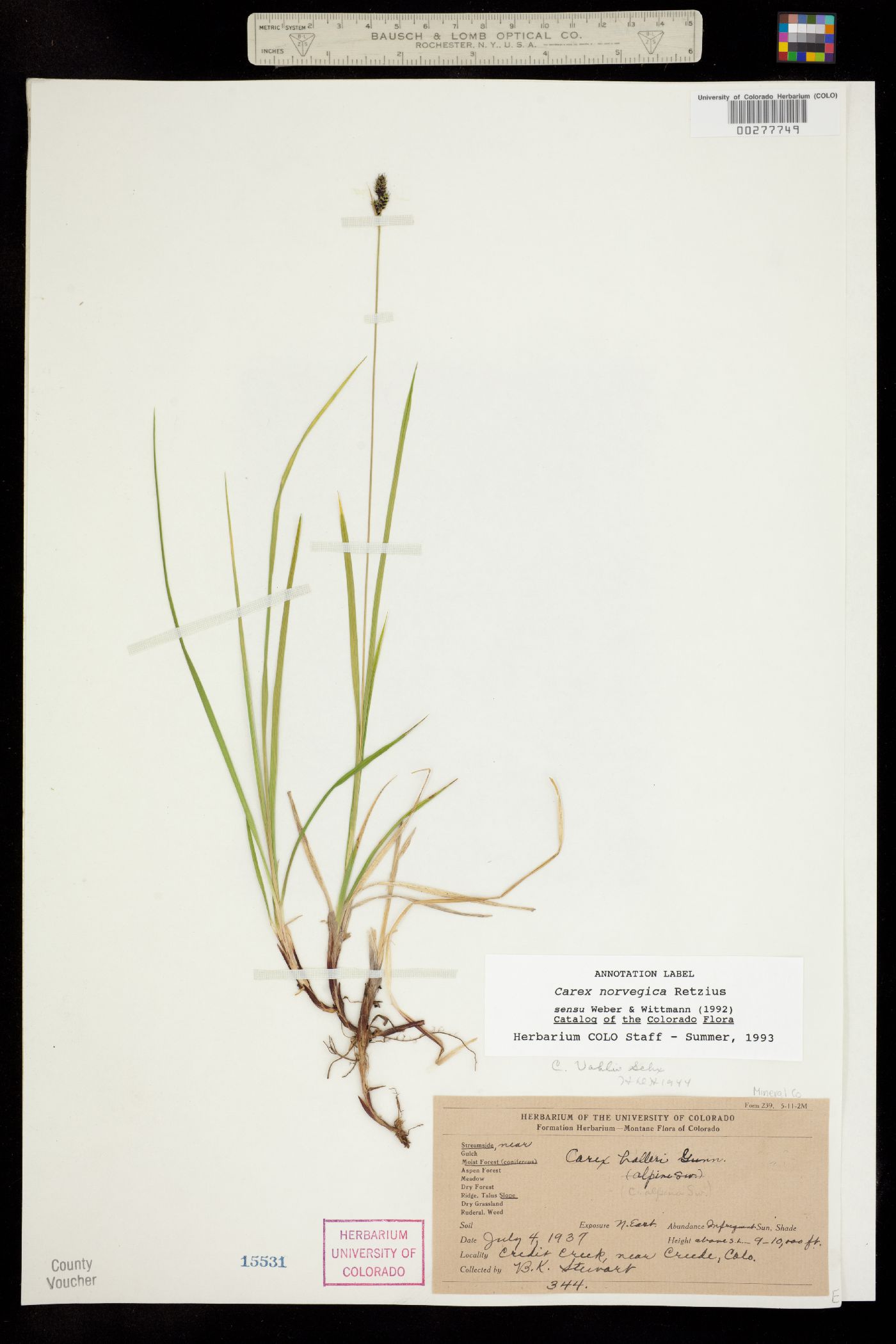 Carex norvegica image