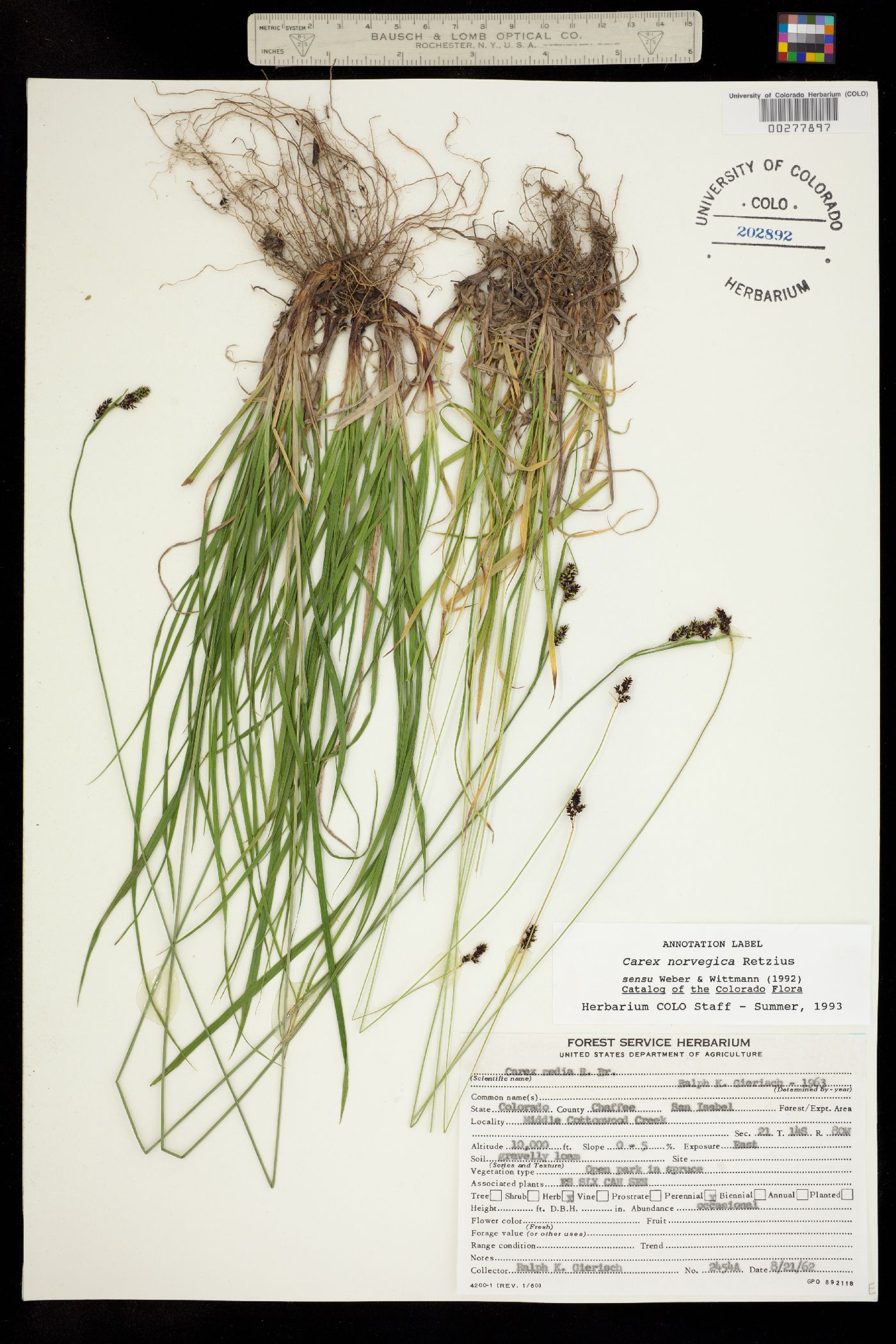 Carex norvegica image