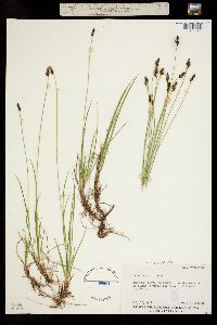 Carex norvegica image