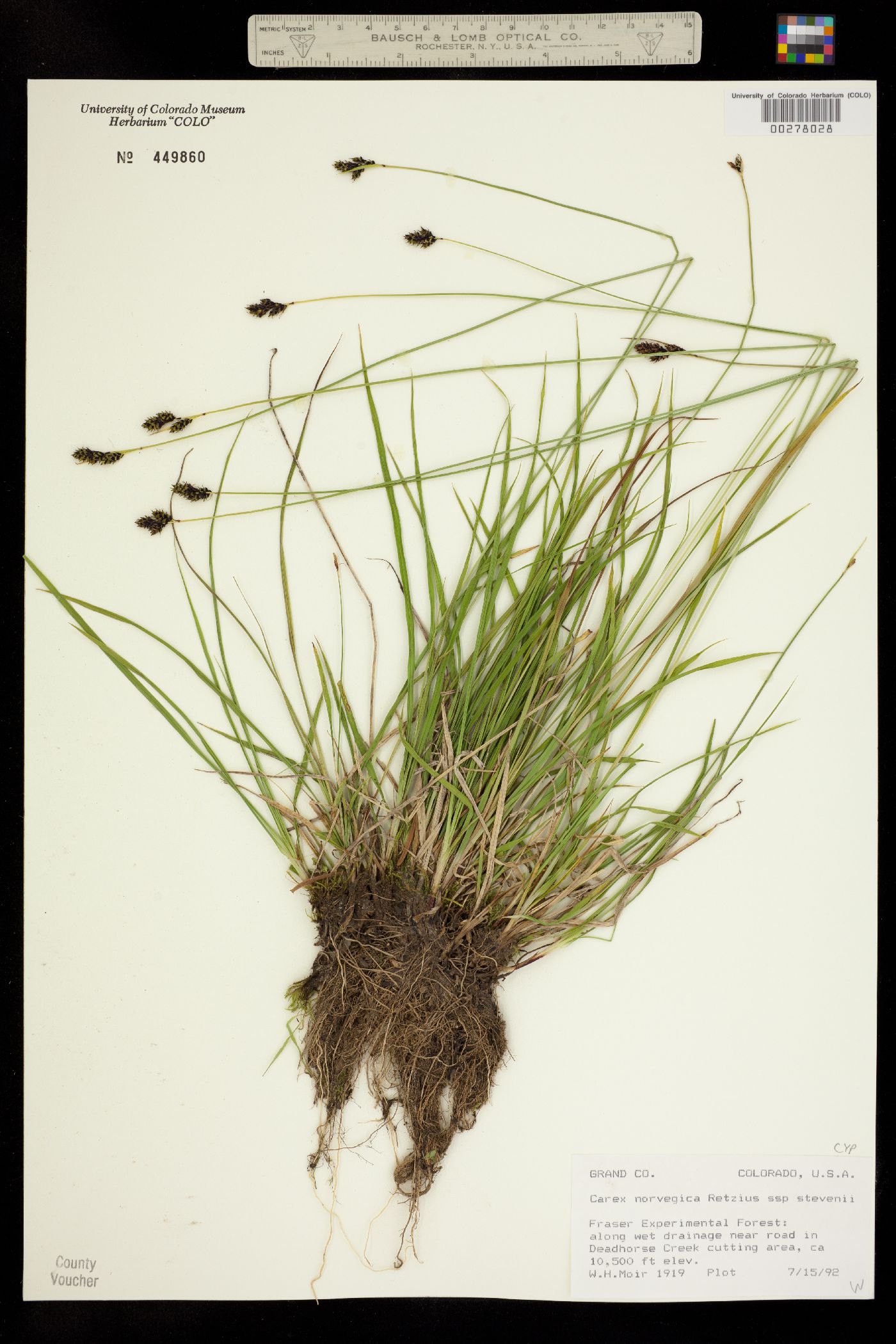 Carex norvegica image