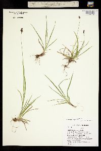Carex norvegica subsp. stevenii image