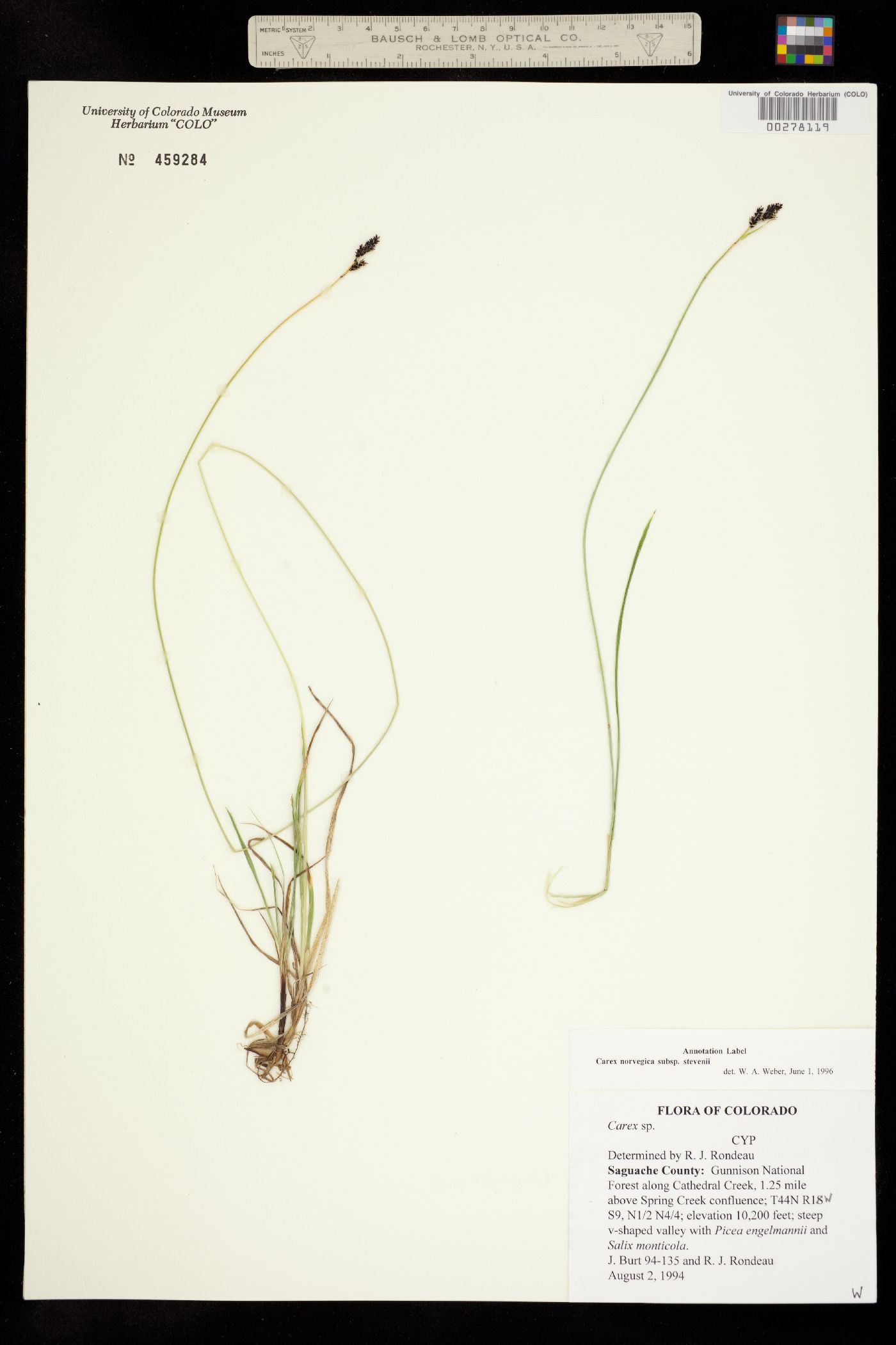 Carex stevenii image