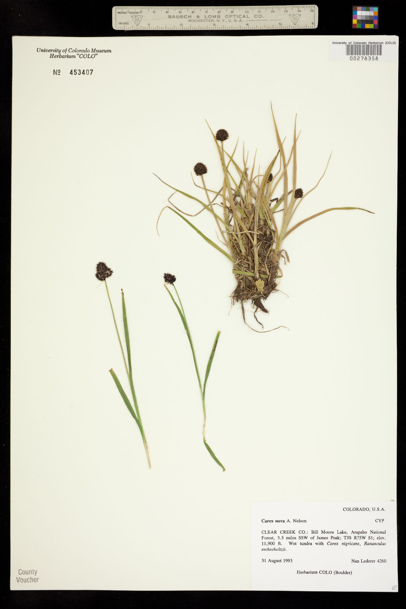 Carex nova image