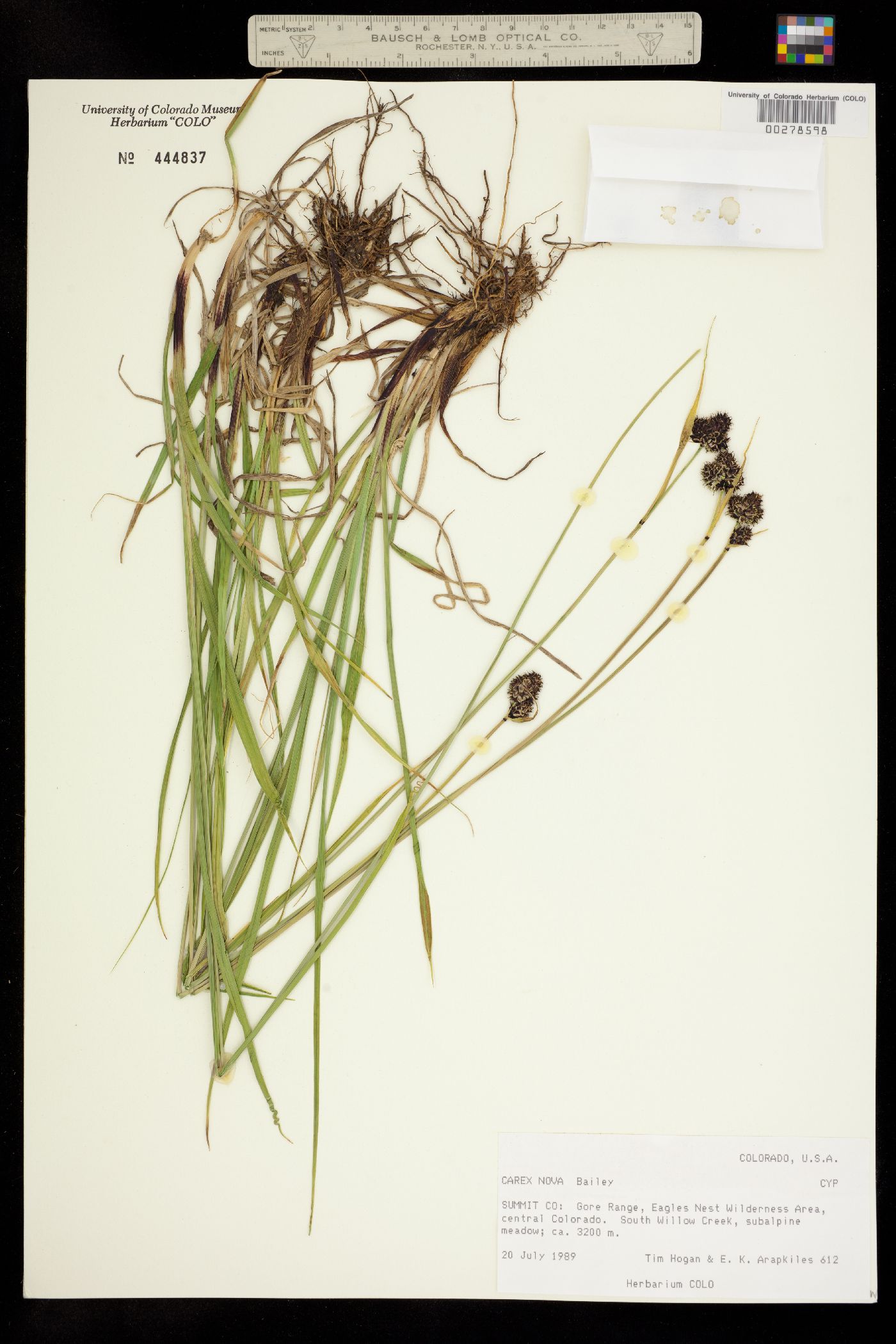 Carex nova image