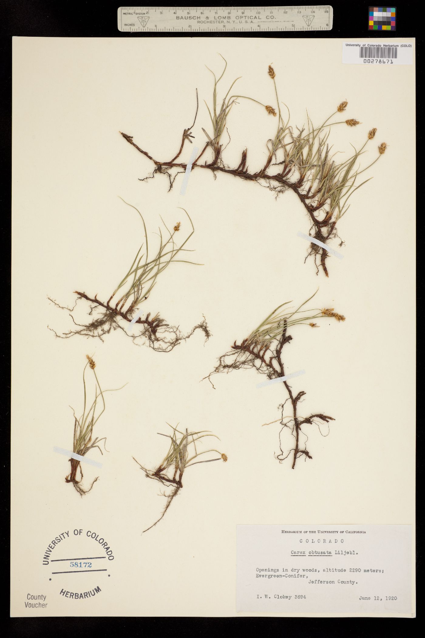 Carex obtusata image