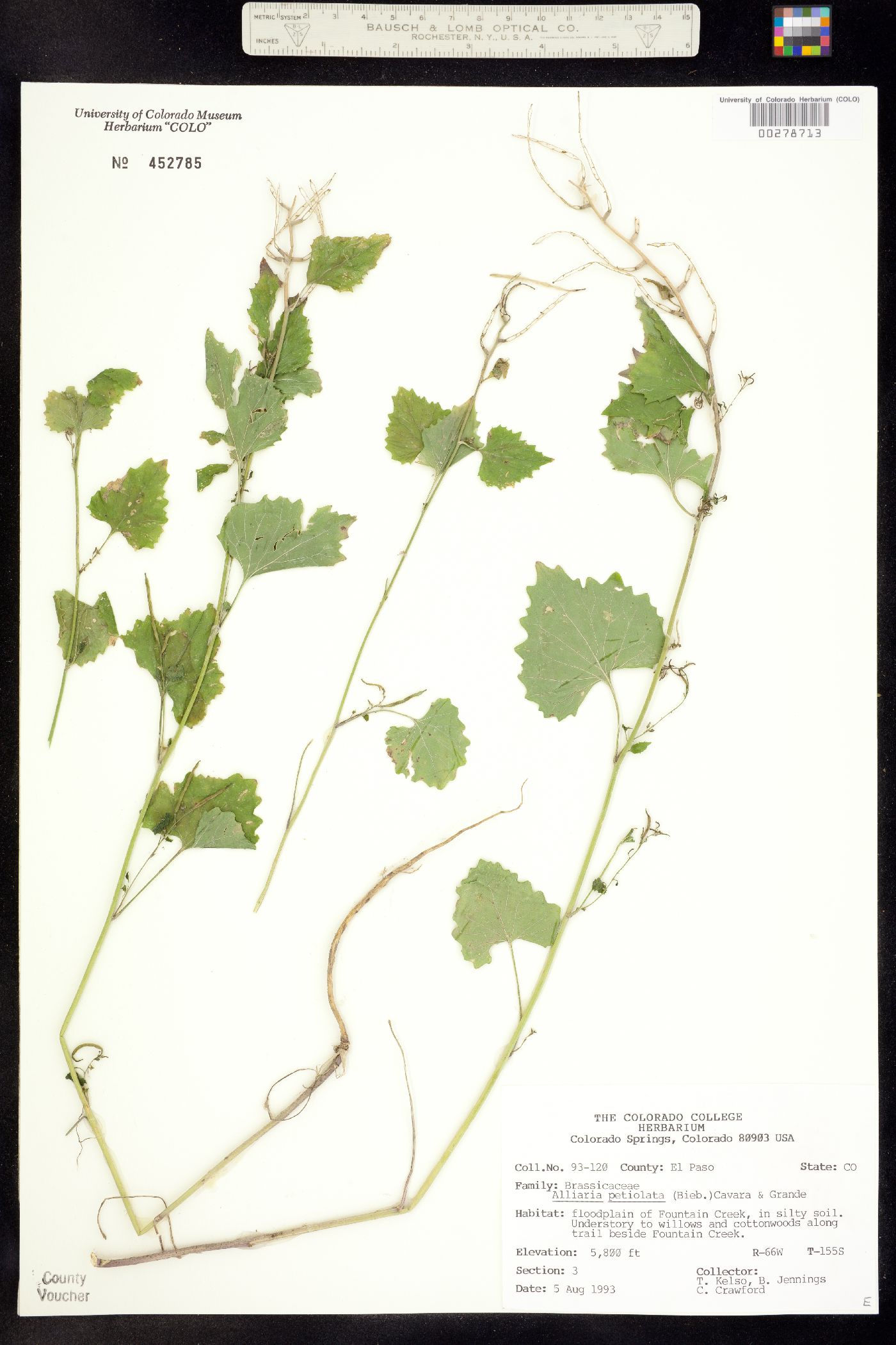 Alliaria petiolata image