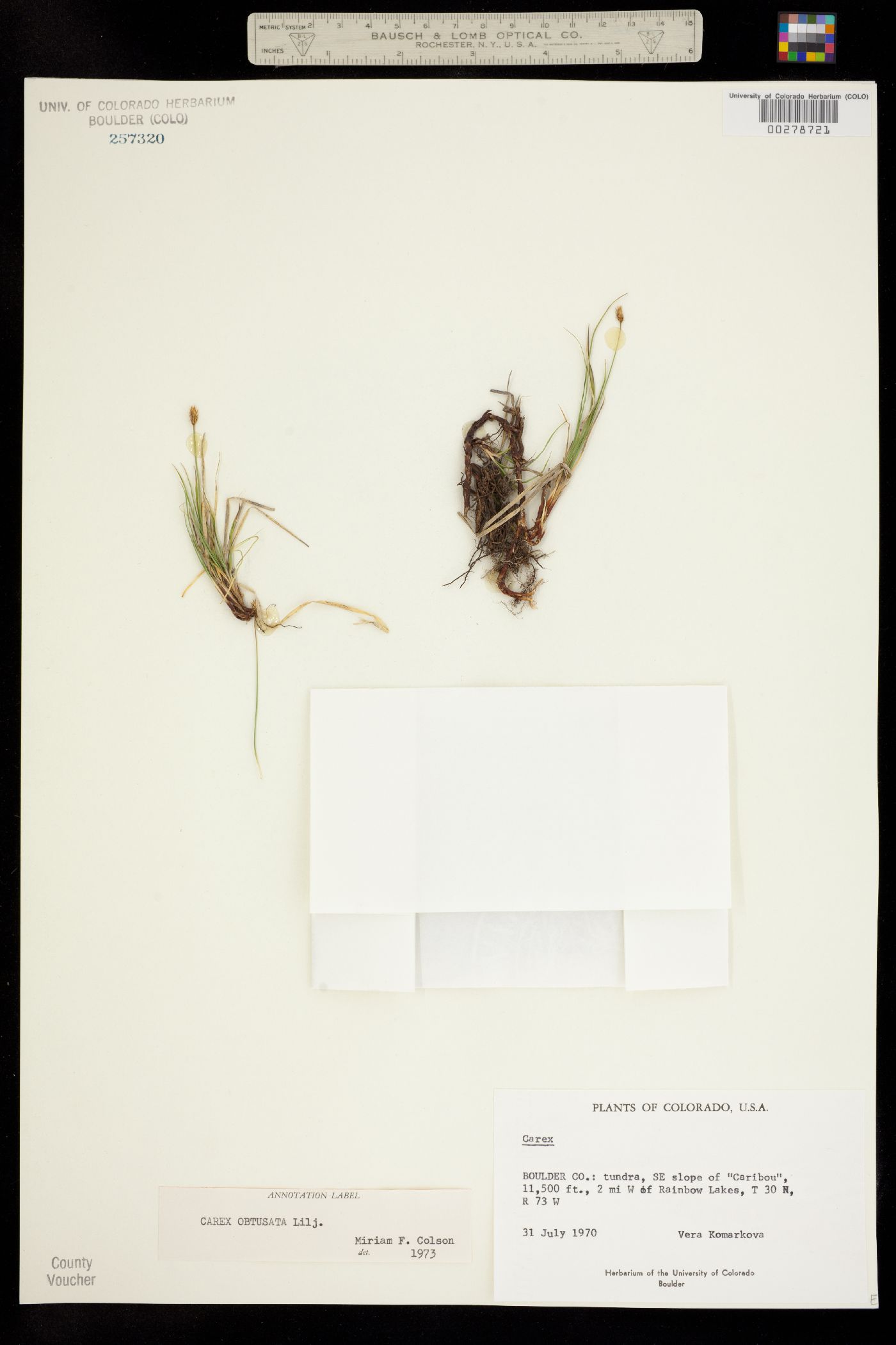 Carex obtusata image