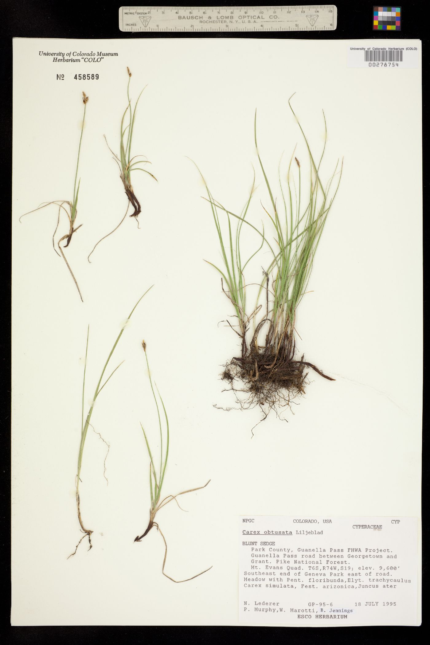 Carex obtusata image