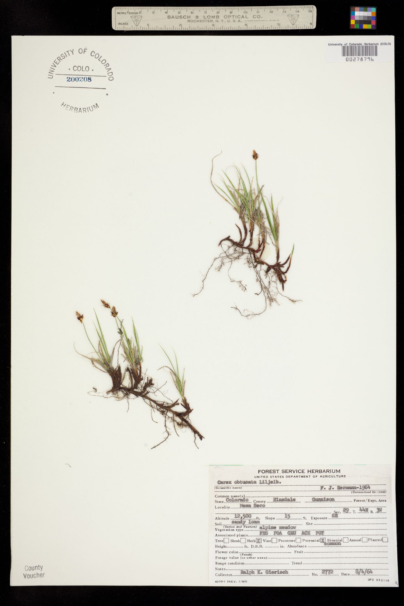 Carex obtusata image