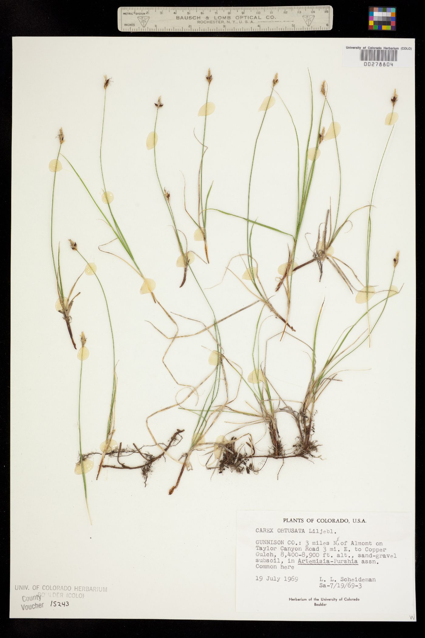 Carex obtusata image