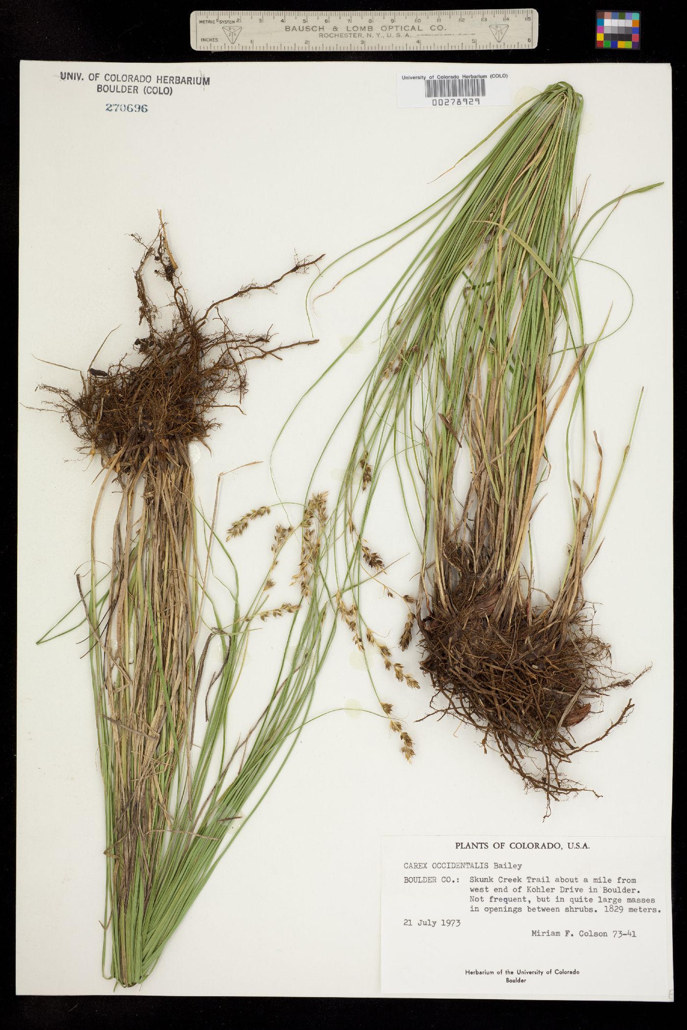 Carex occidentalis image