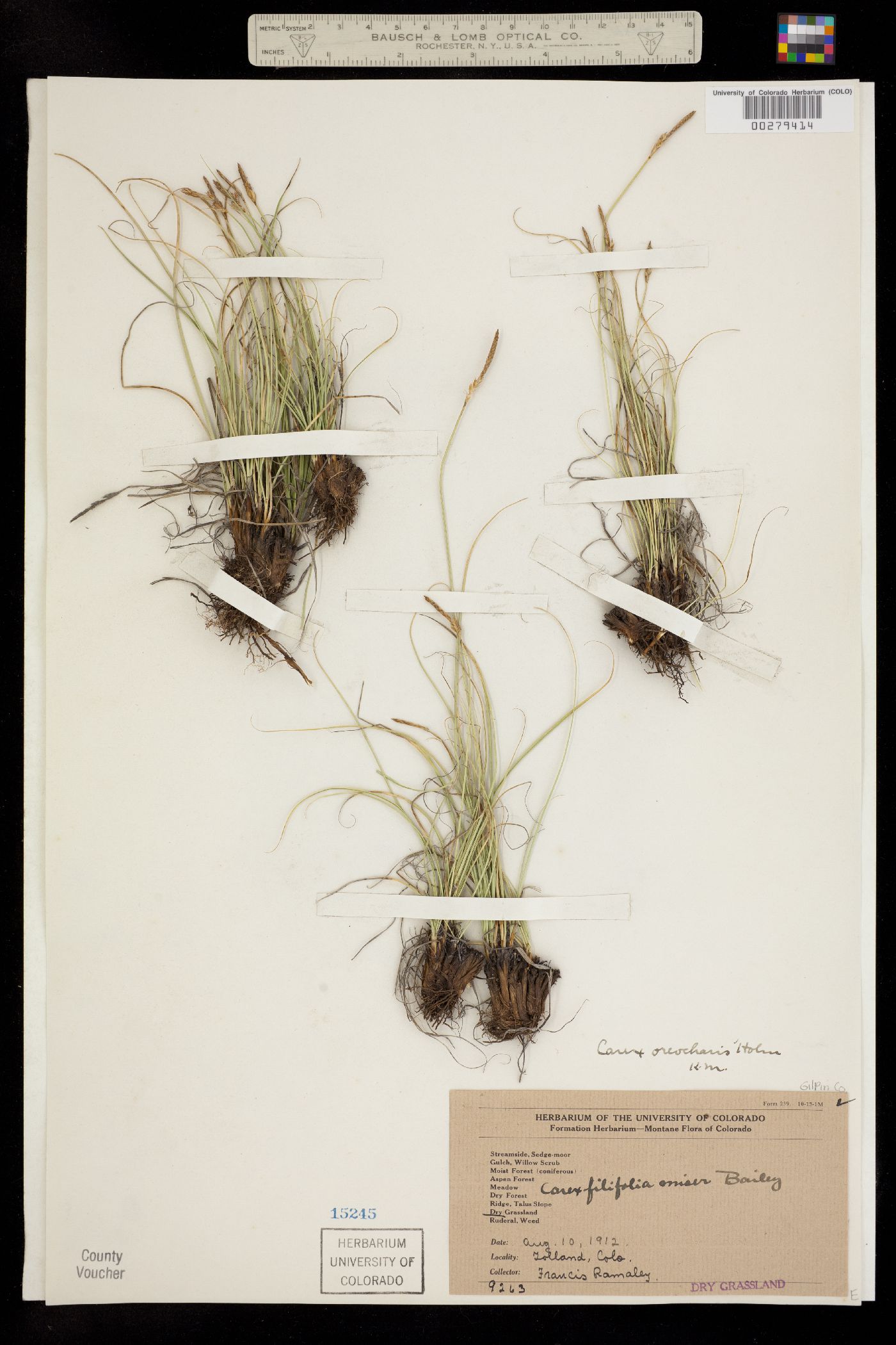 Carex oreocharis image