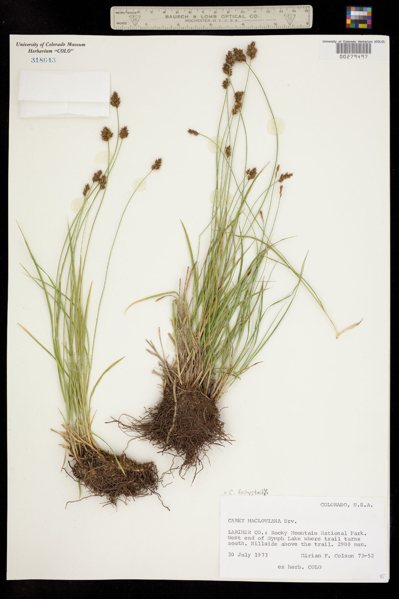 Carex pachystachya image