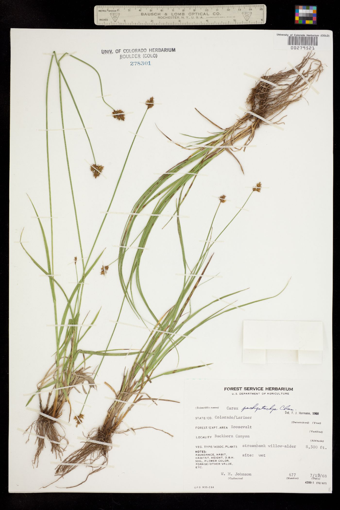 Carex pachystachya image