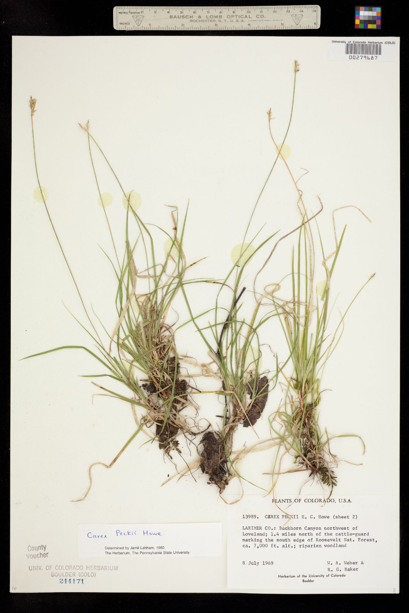 Carex peckii image