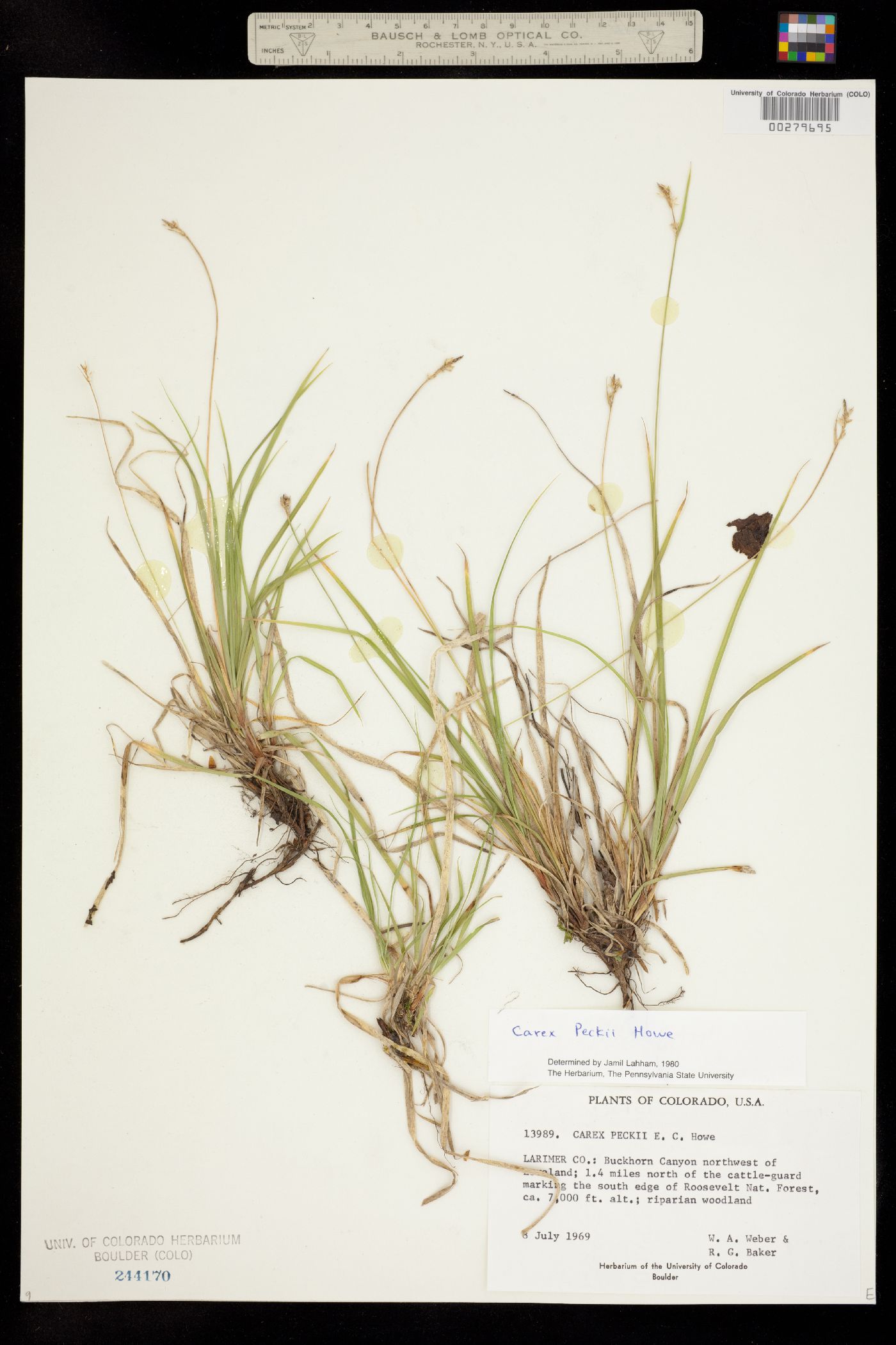 Carex peckii image