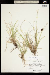 Image of Carex peckii