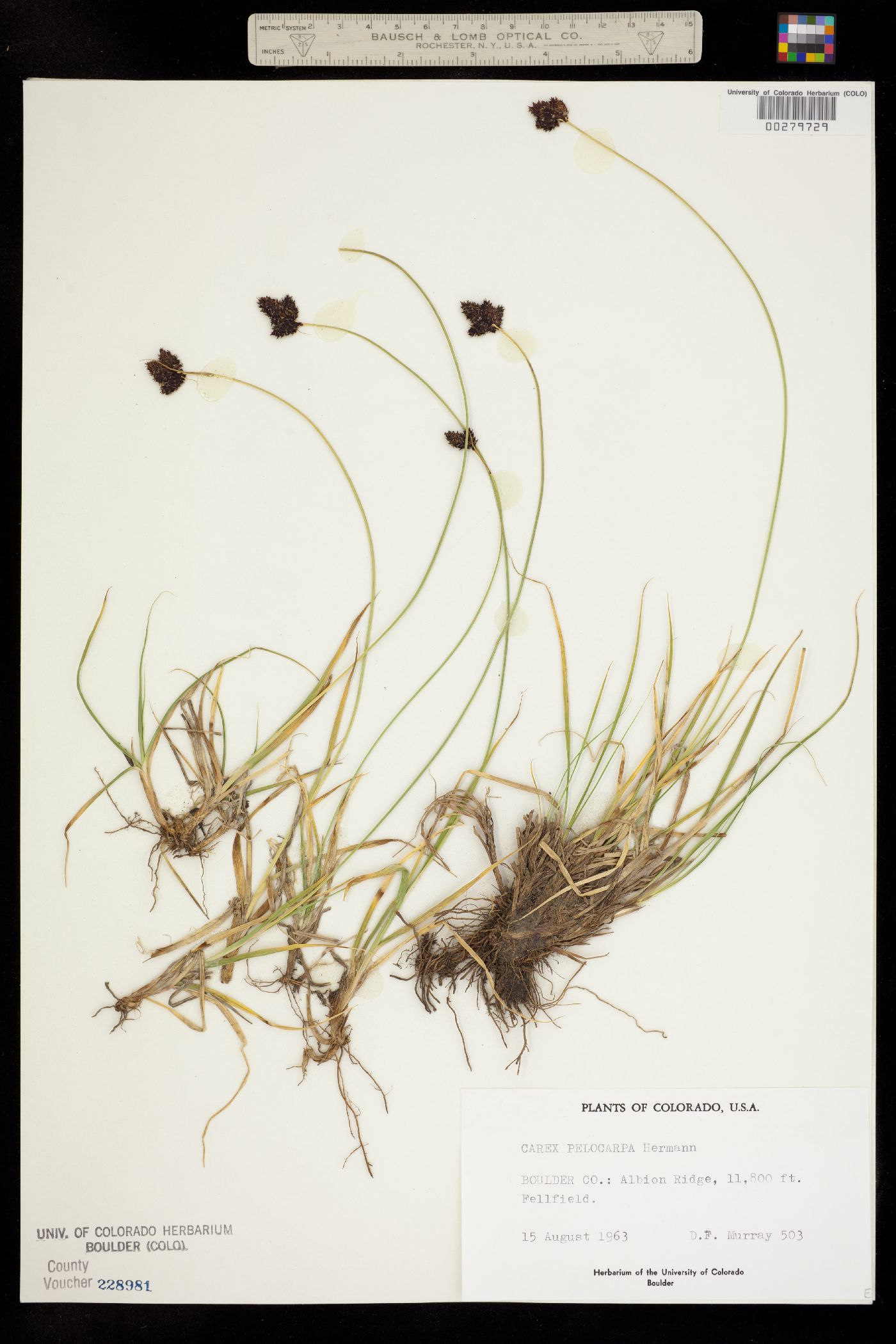 Carex pelocarpa image