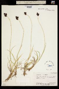 Carex pelocarpa image