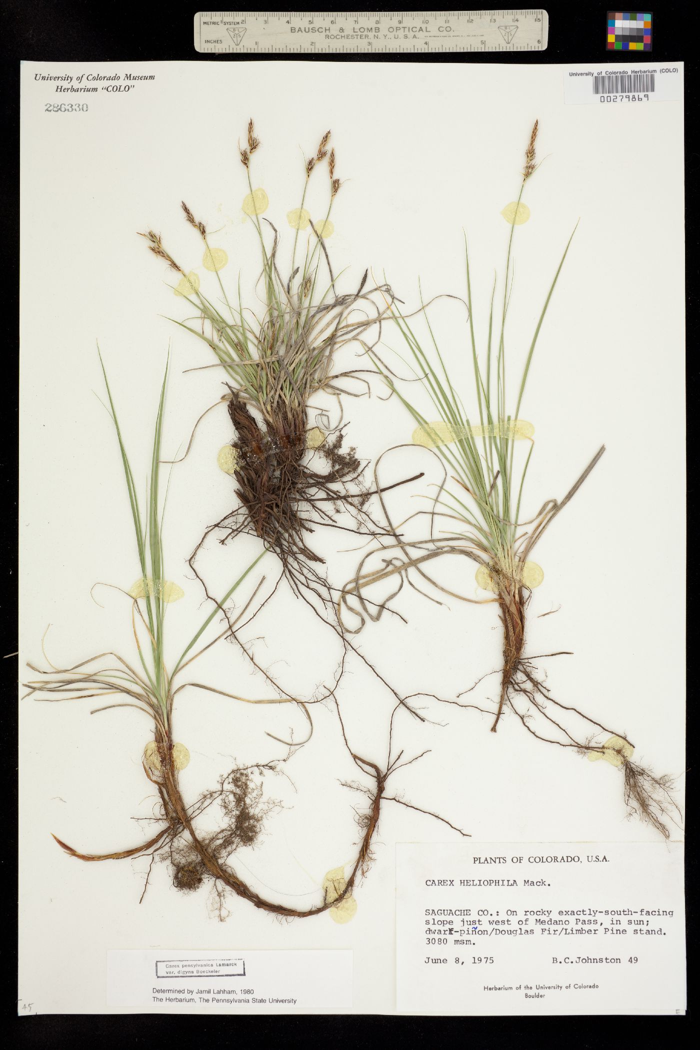 Carex pensylvanica image