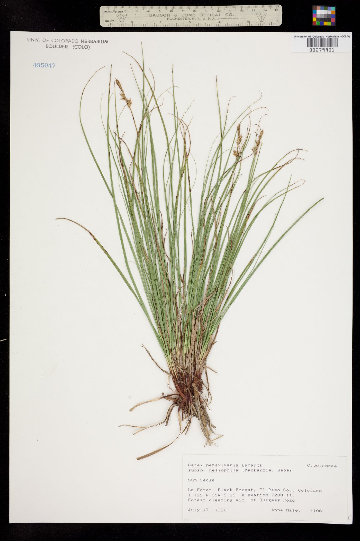 Carex inops image