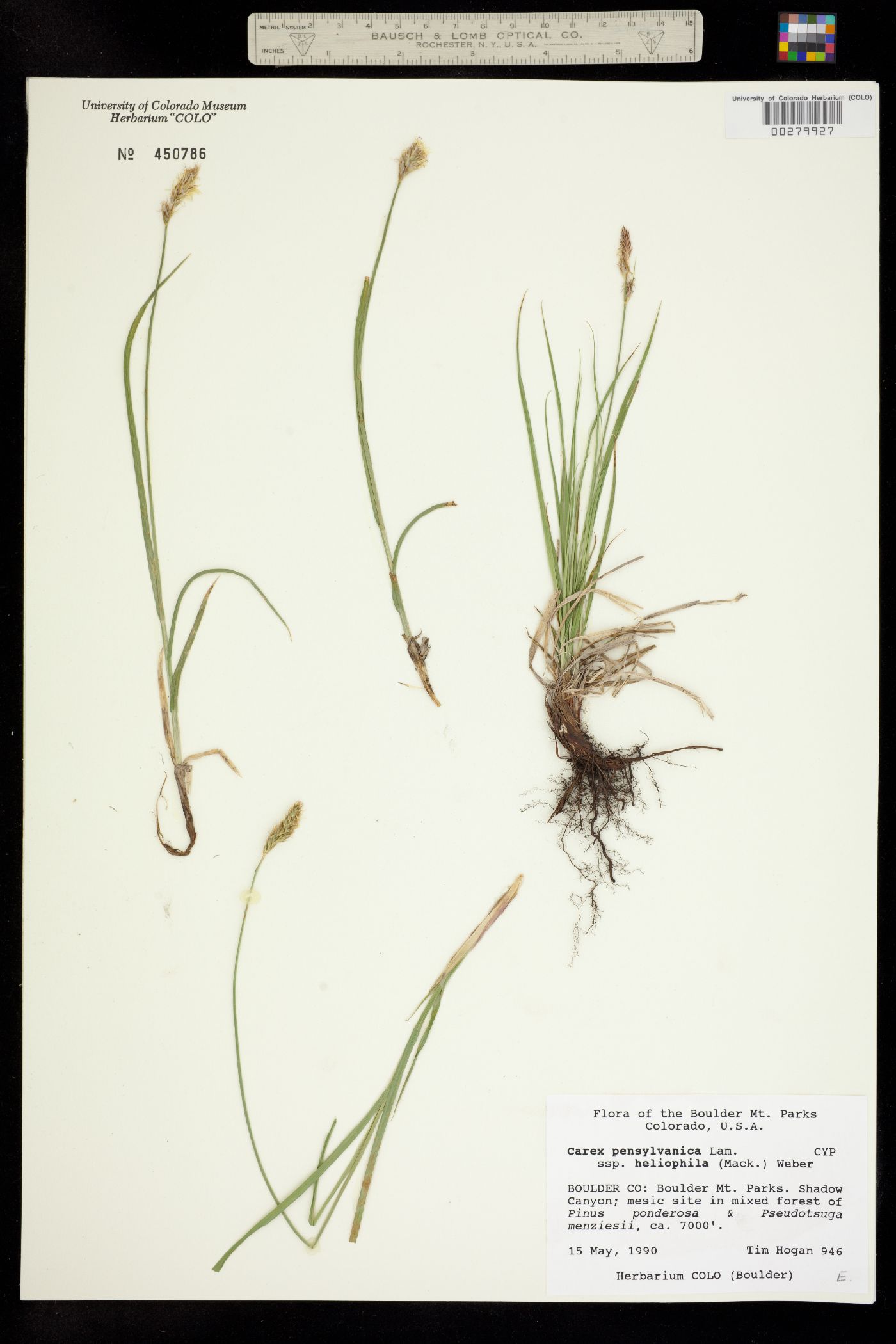 Carex inops ssp. heliophila image