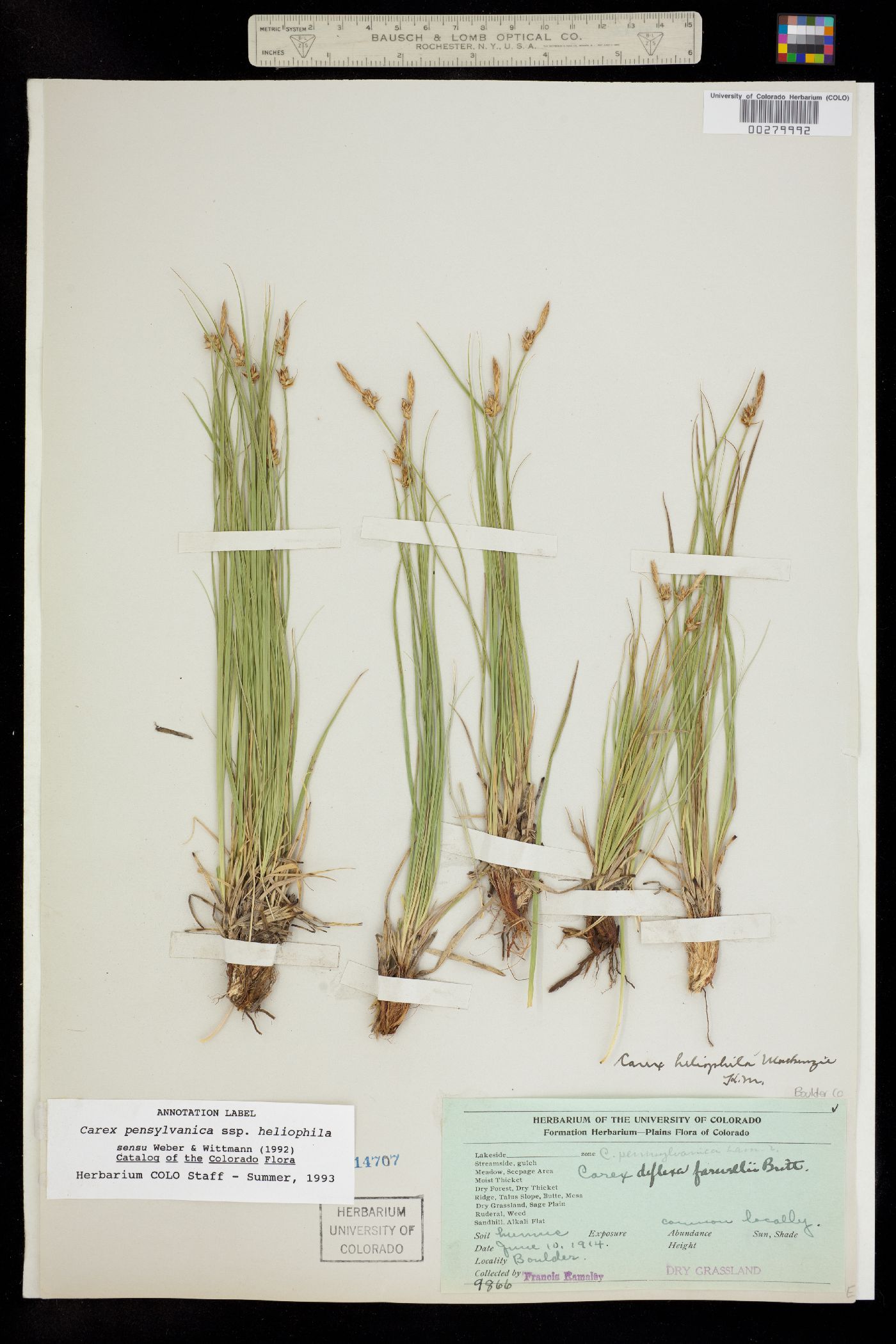 Carex pensylvanica image