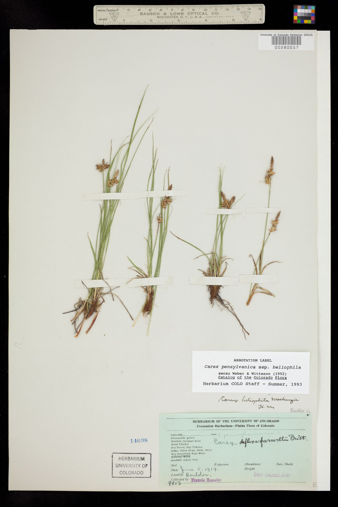 Carex inops image