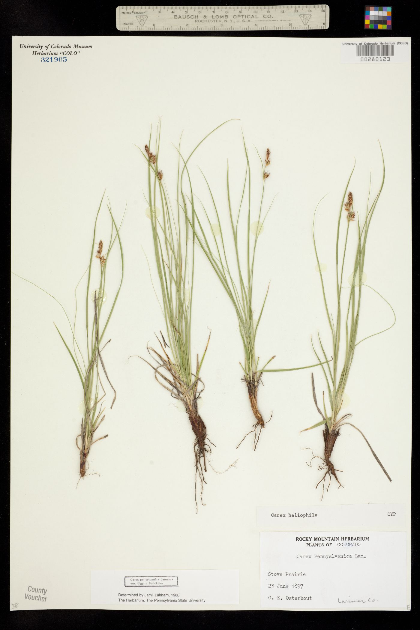 Carex inops ssp. heliophila image