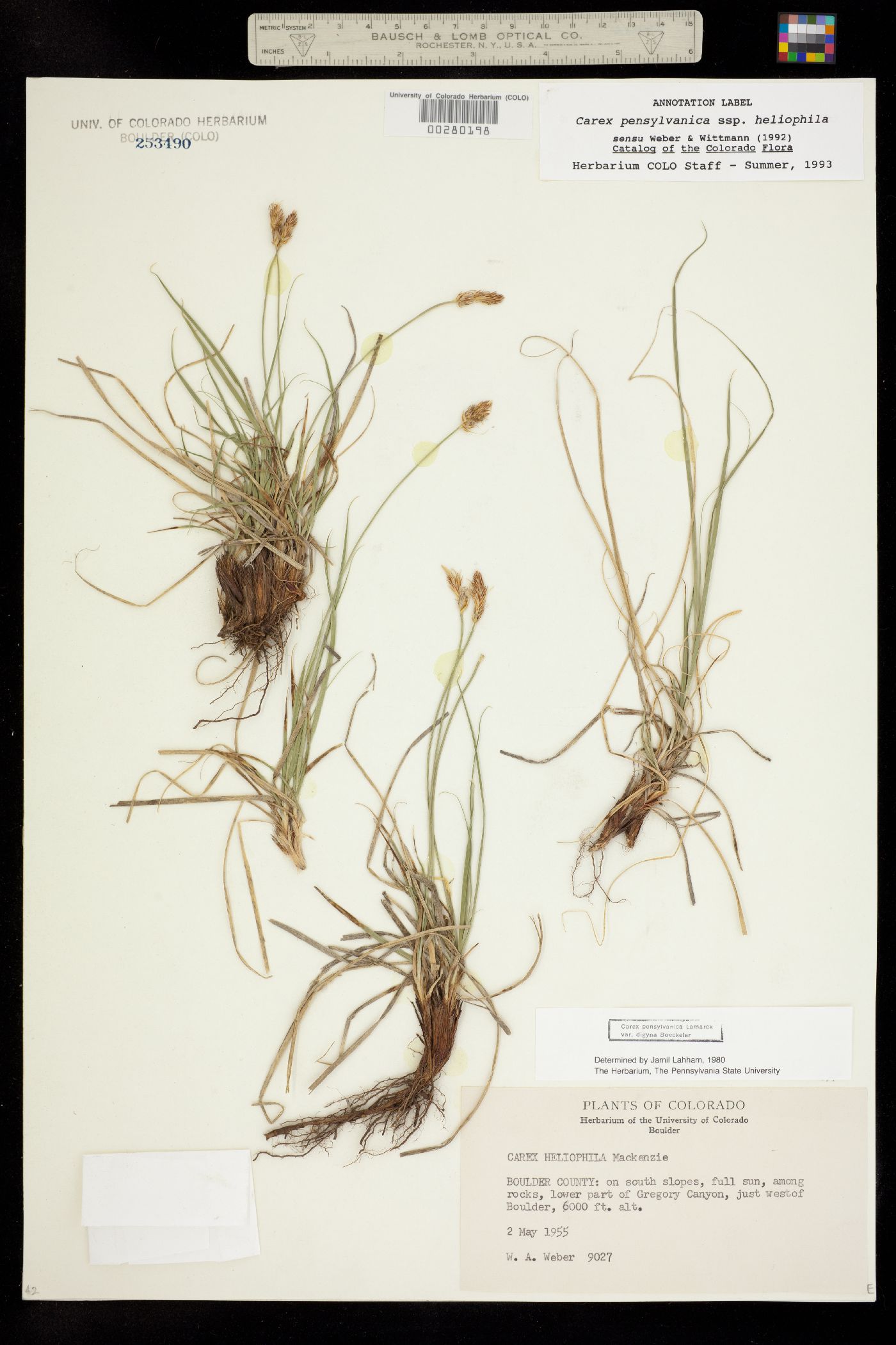 Carex pensylvanica image