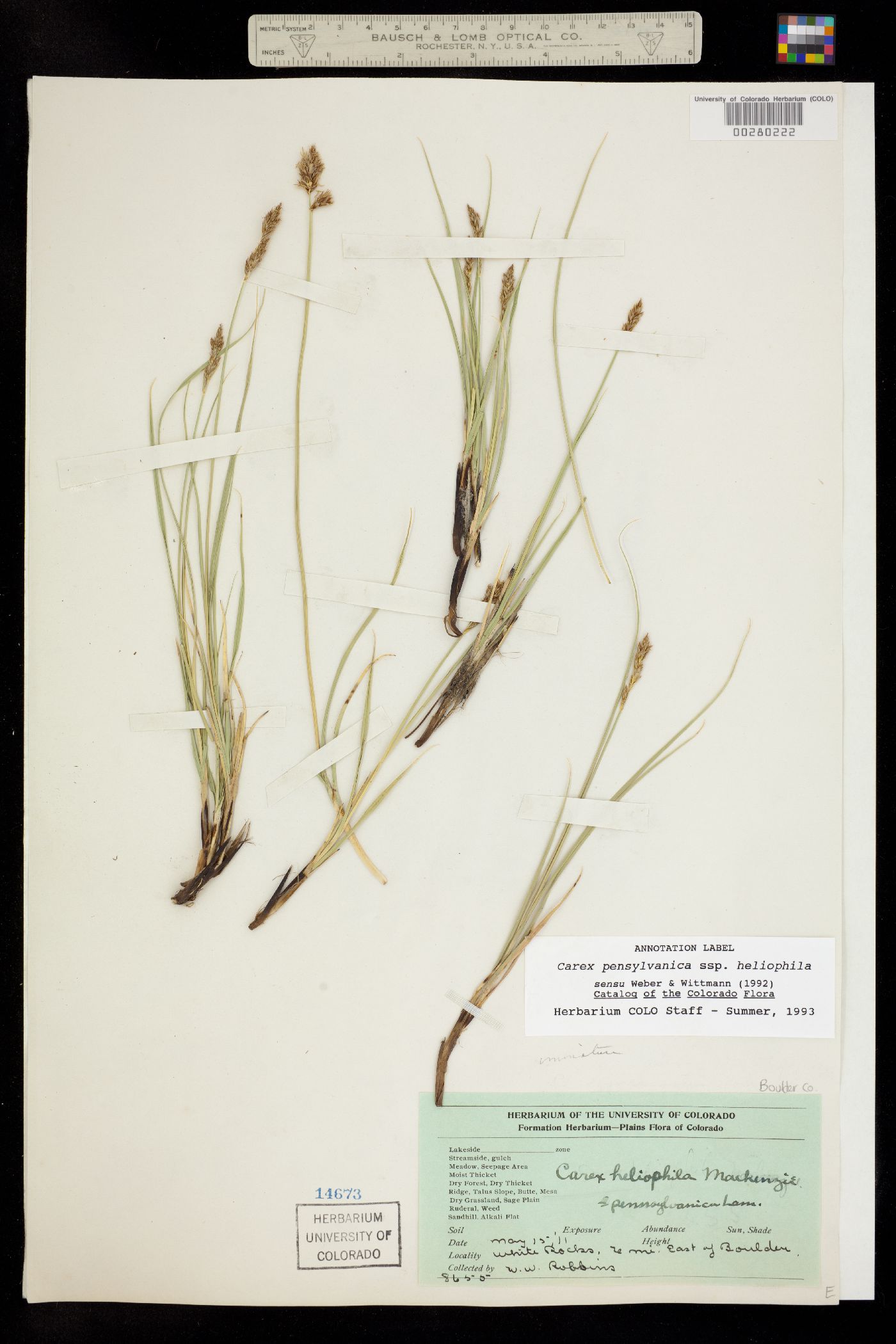Carex pensylvanica image