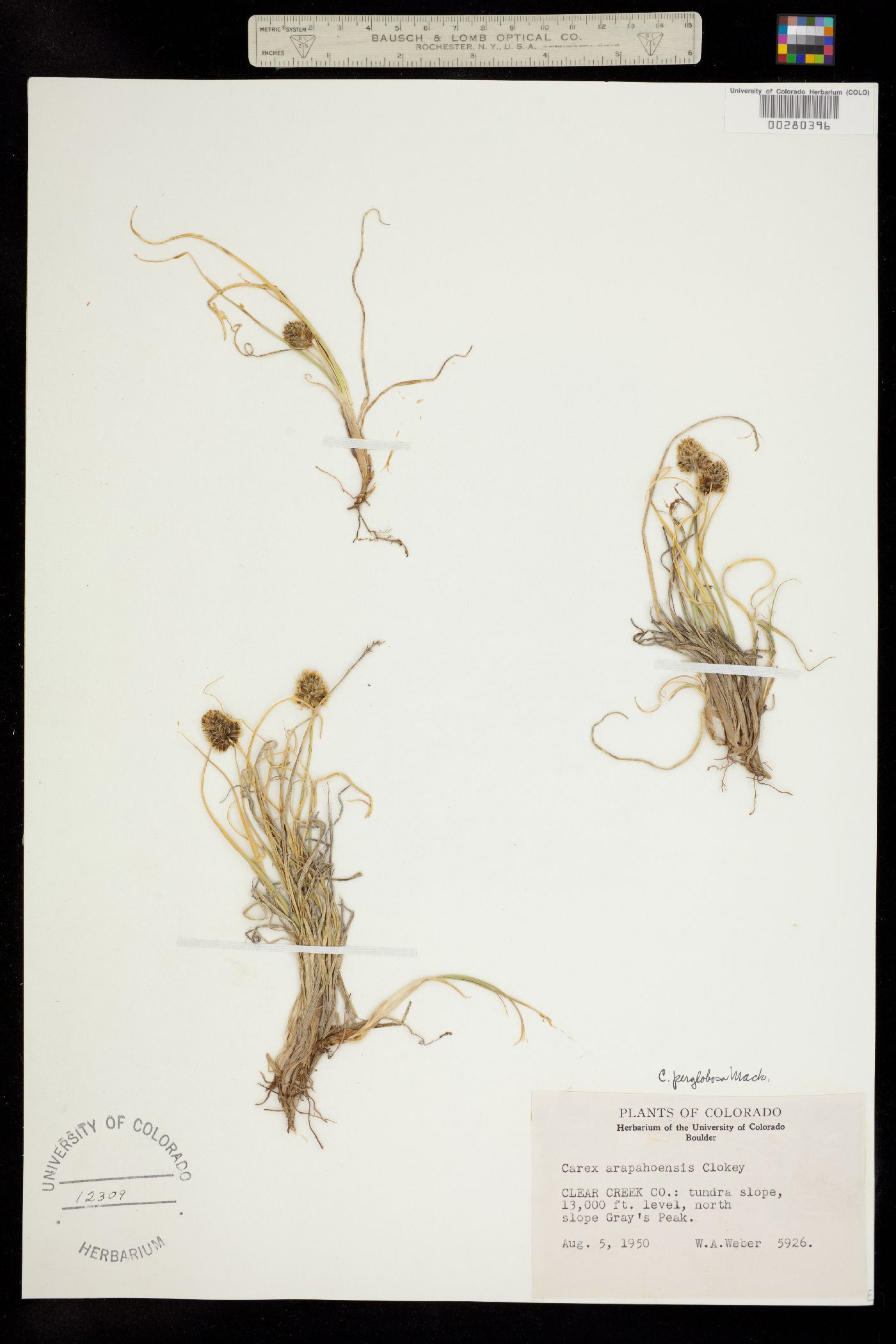 Carex perglobosa image
