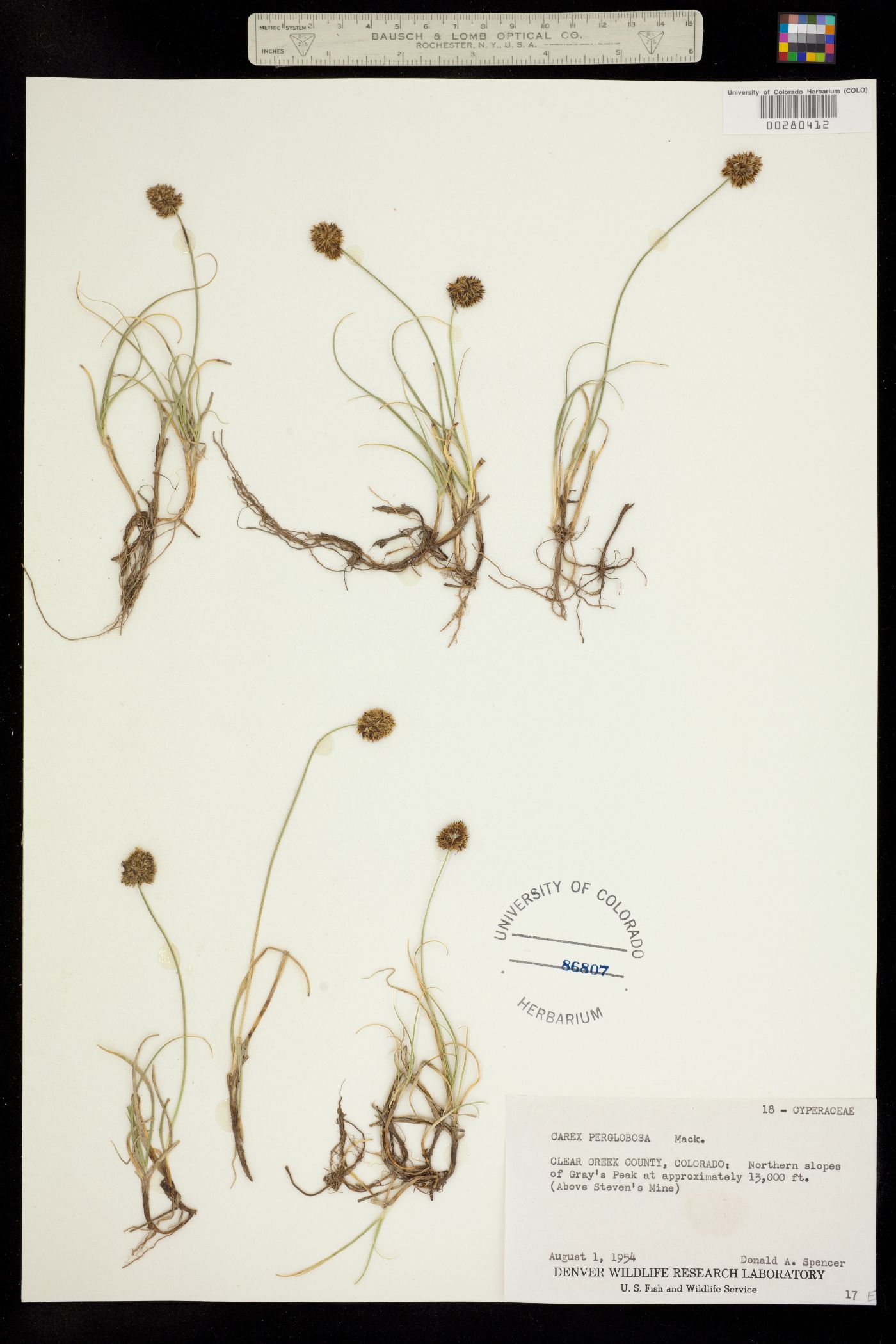 Carex perglobosa image