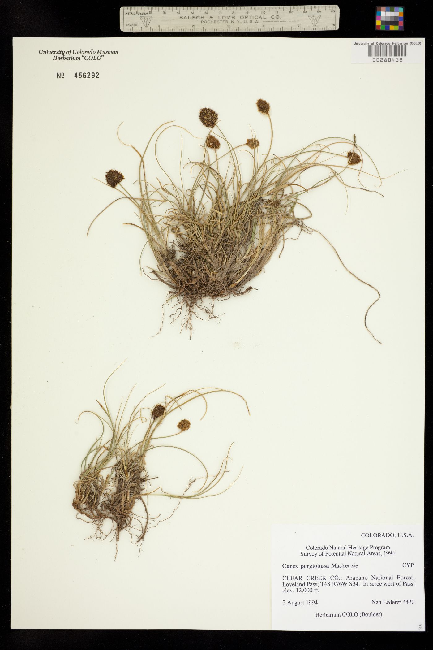 Carex perglobosa image