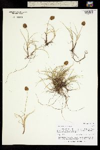 Carex perglobosa image