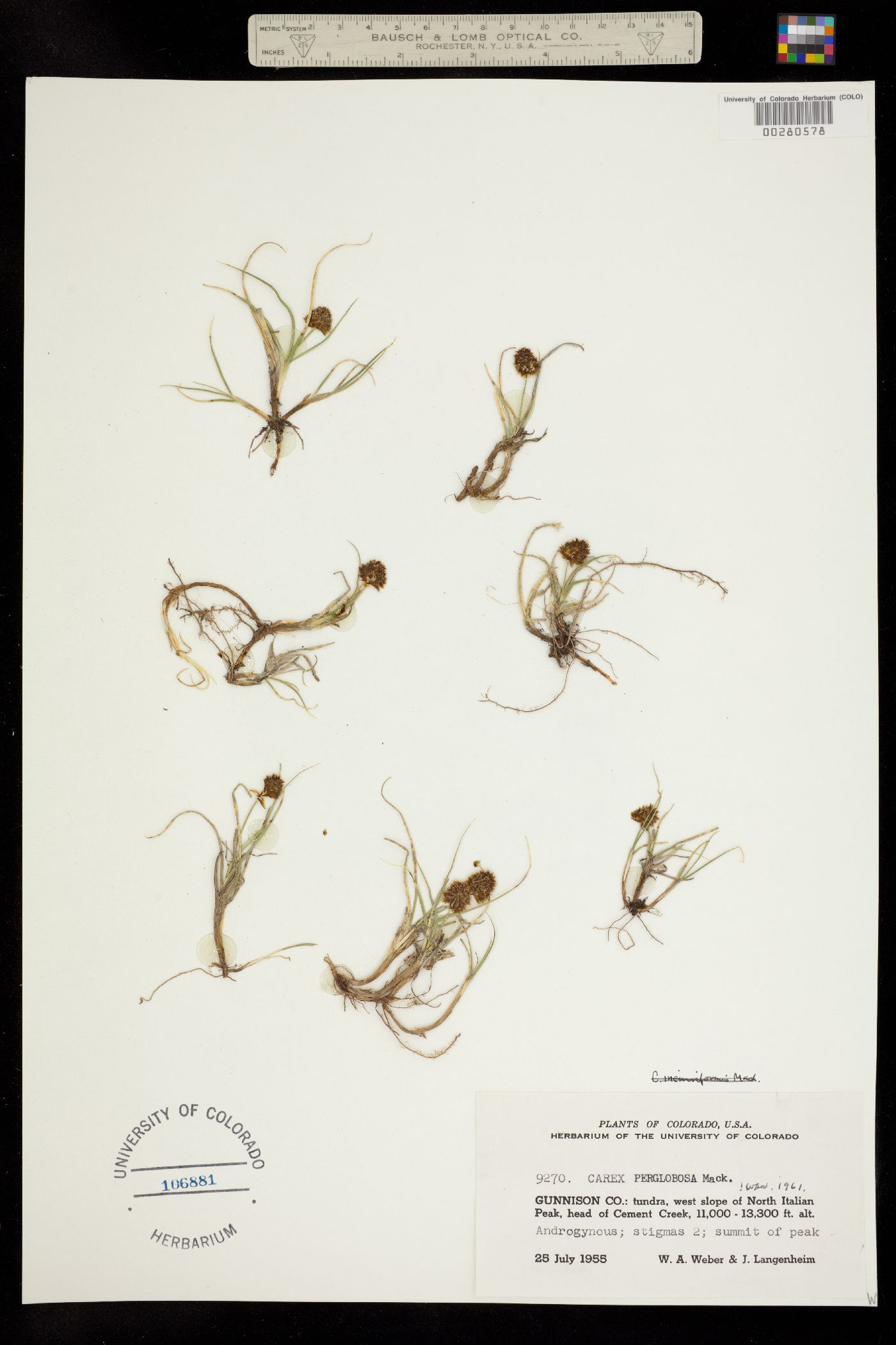Carex perglobosa image